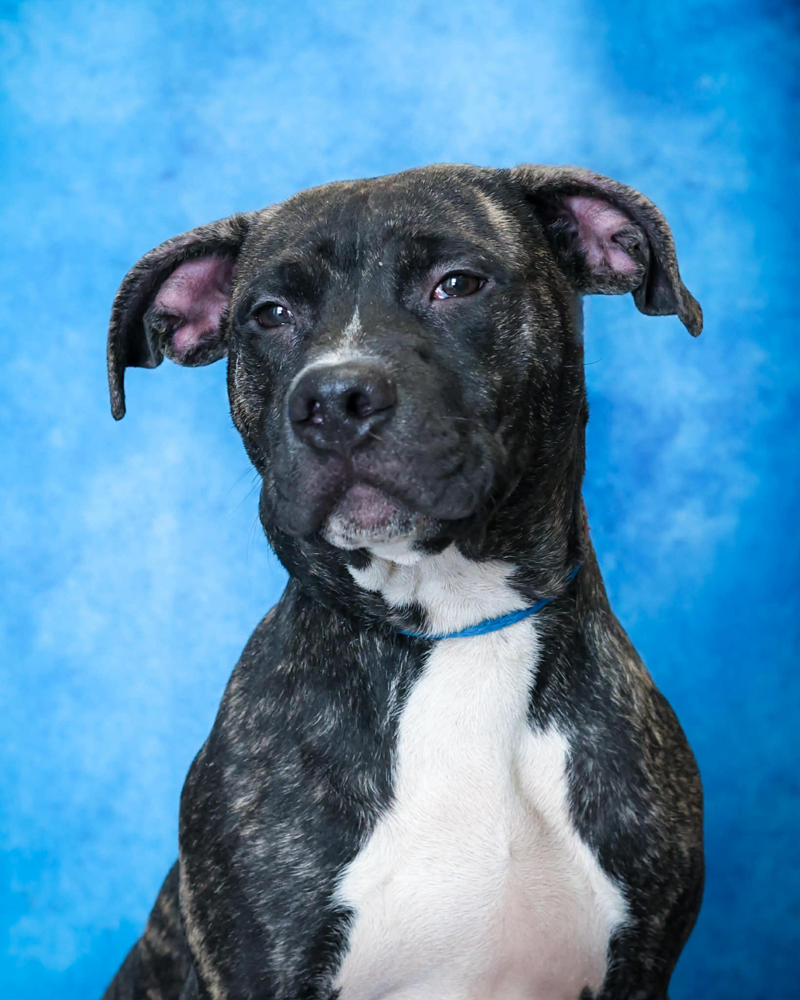 HOPPER (0348), ADOPTABLE, Puppy Male Pit Bull Terrier.