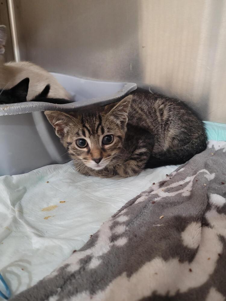 Beckett, Adoptable, Kitten Male Domestic Short Hair.