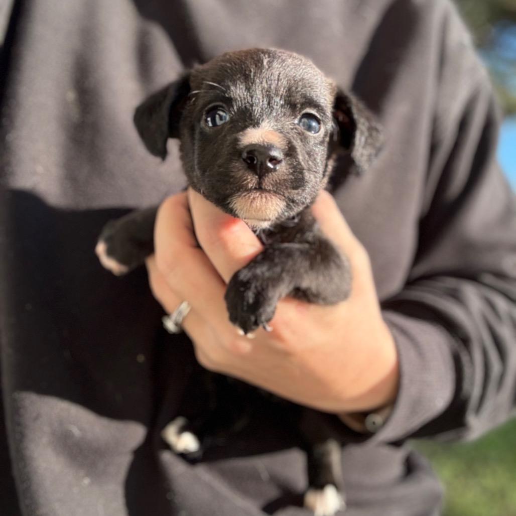 Enlarge Theodore, a Adoptable Terrier in Sacramento, CA image 1/4