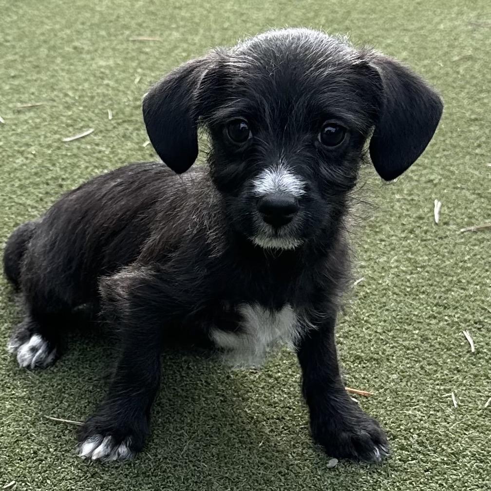 Enlarge Theodore, a Adoptable Terrier in Sacramento, CA image 2/4