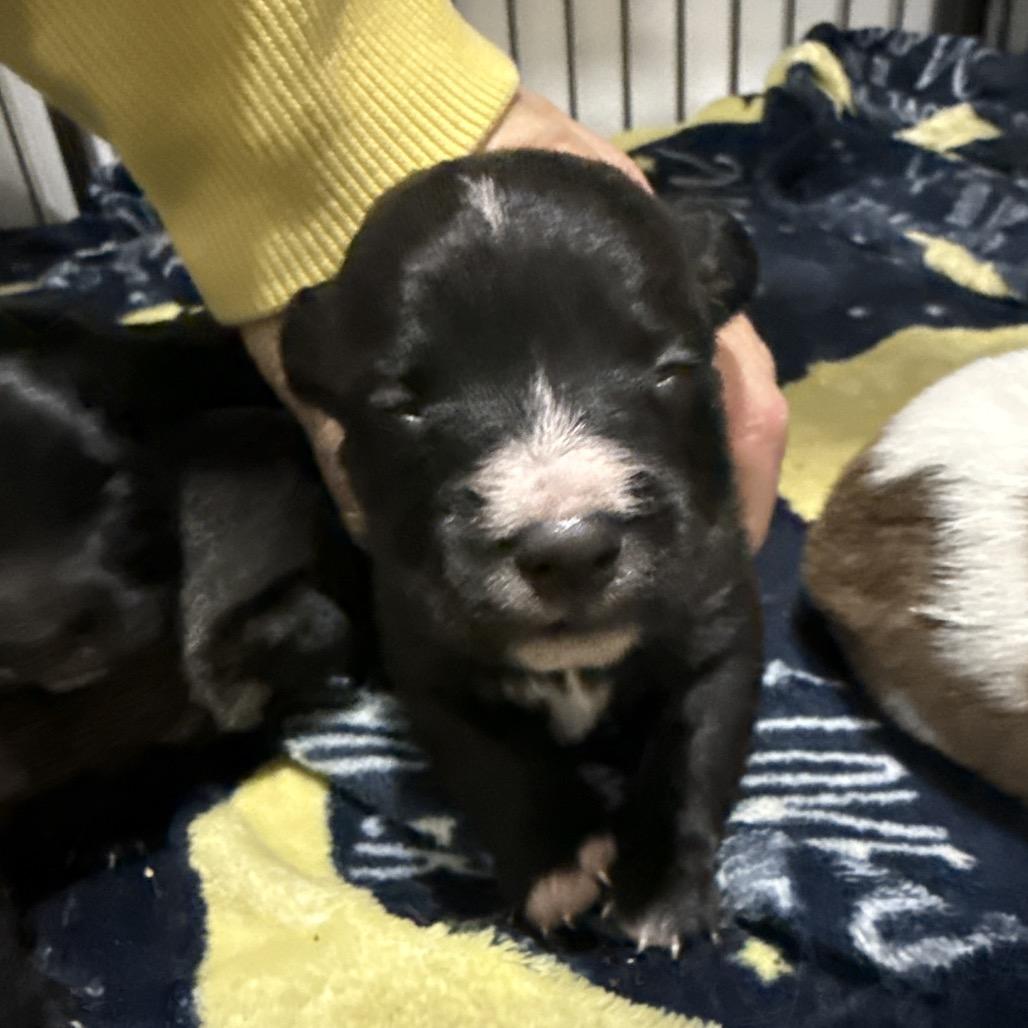 Enlarge Theodore, a Adoptable Terrier in Sacramento, CA image 3/4