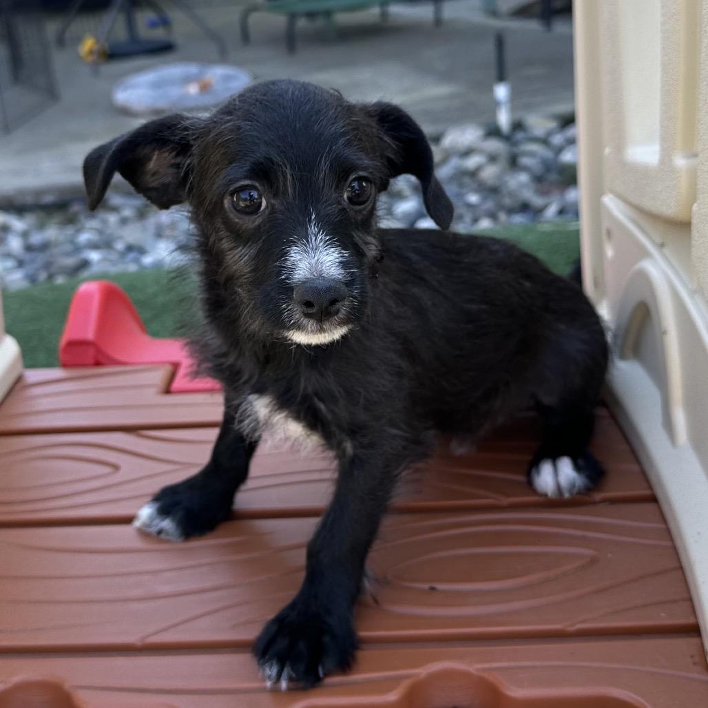 Enlarge Theodore, a Adoptable Terrier in Sacramento, CA image 4/4