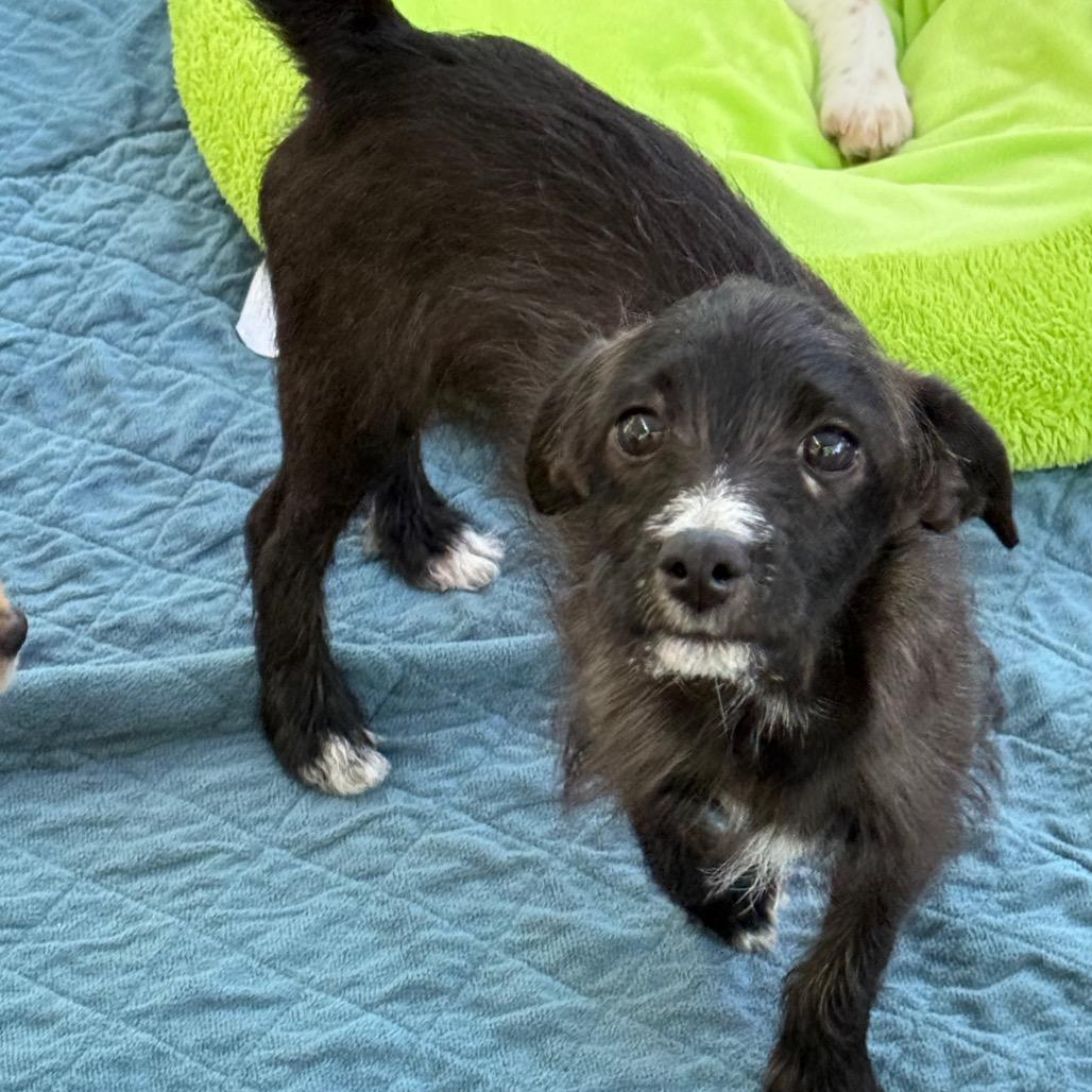 Enlarge Theodore, a Adoptable Terrier in Sacramento, CA image 5/6