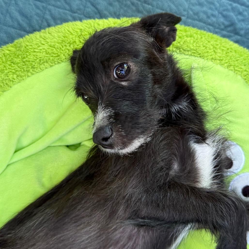 Enlarge Theodore, a Adoptable Terrier in Sacramento, CA image 6/6