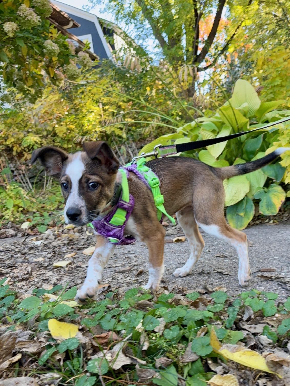 Alex, Adopted, Puppy Male Shepherd & Cattle Dog.