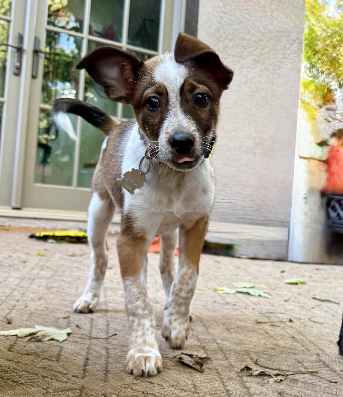 Enlarge Alex, a Adopted mixed breed in Minneapolis, MN image 2/5