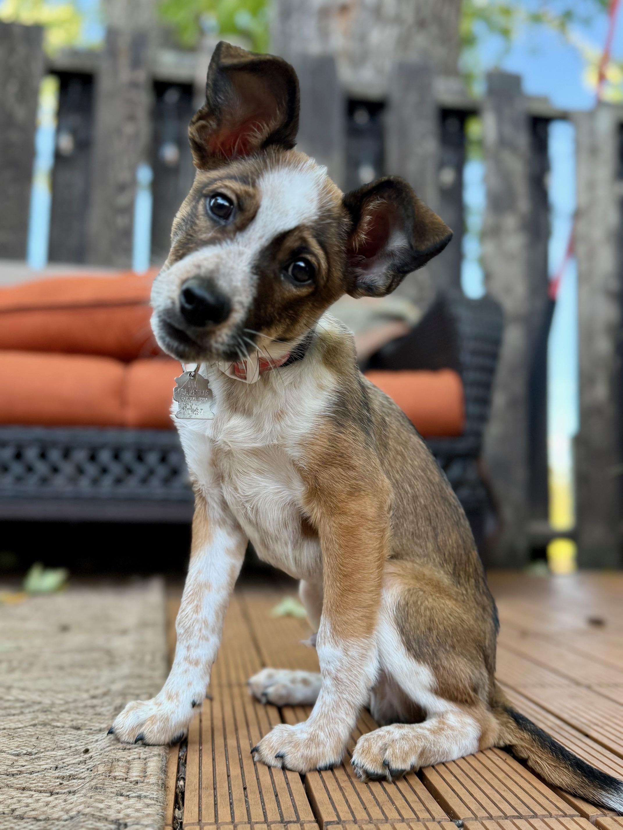 Alex, Adopted, Puppy Male Shepherd & Cattle Dog.