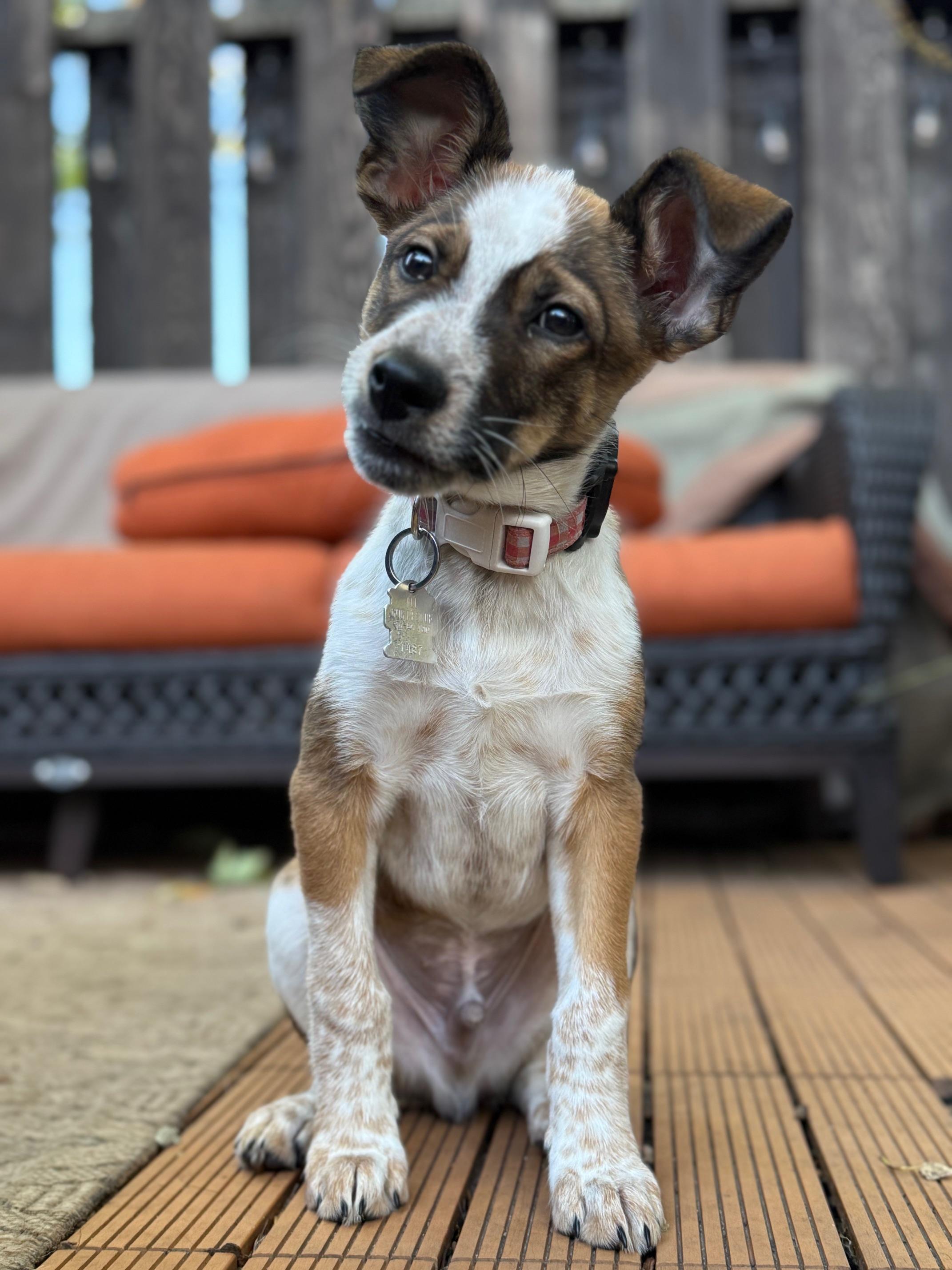 Enlarge Alex, a Adopted mixed breed in Minneapolis, MN image 4/5