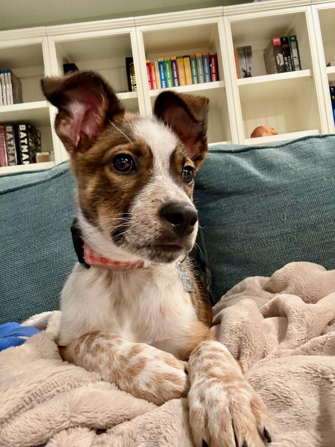 Enlarge Alex, a Adopted mixed breed in Minneapolis, MN image 5/5