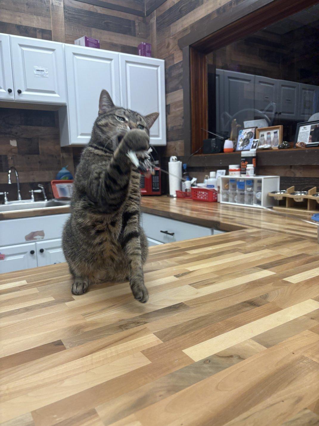 Enlarge Isabella, an adoptable Domestic Short Hair in Hamburg, NY image 3/4