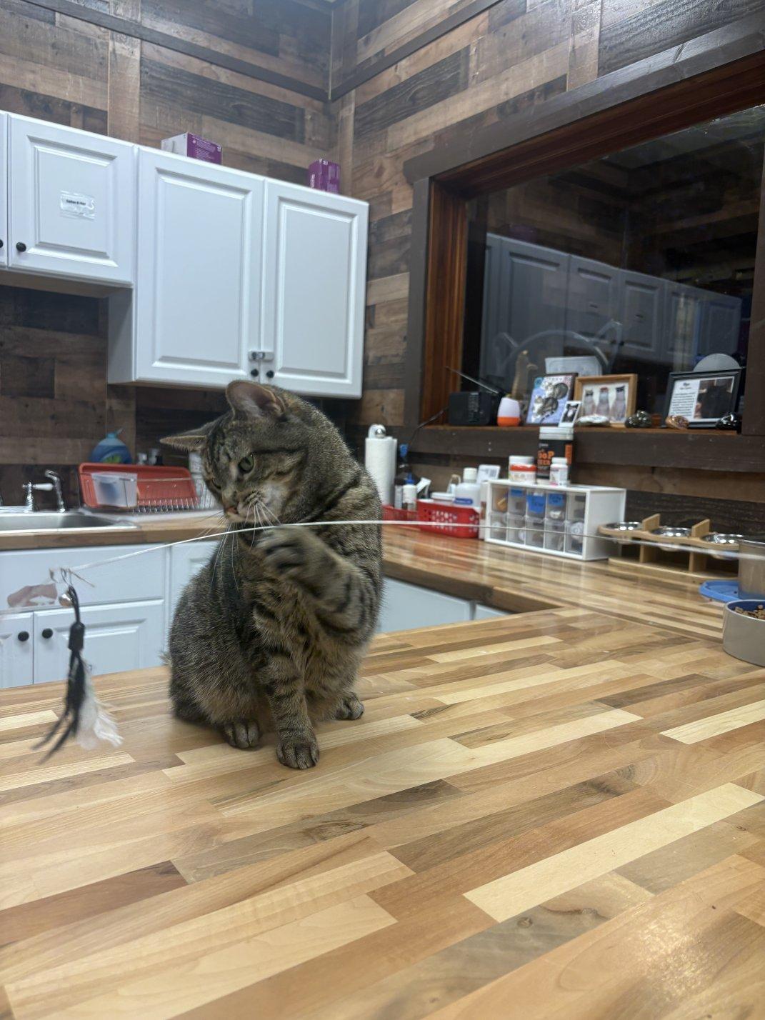 Enlarge Isabella, an adoptable Domestic Short Hair in Hamburg, NY image 4/4