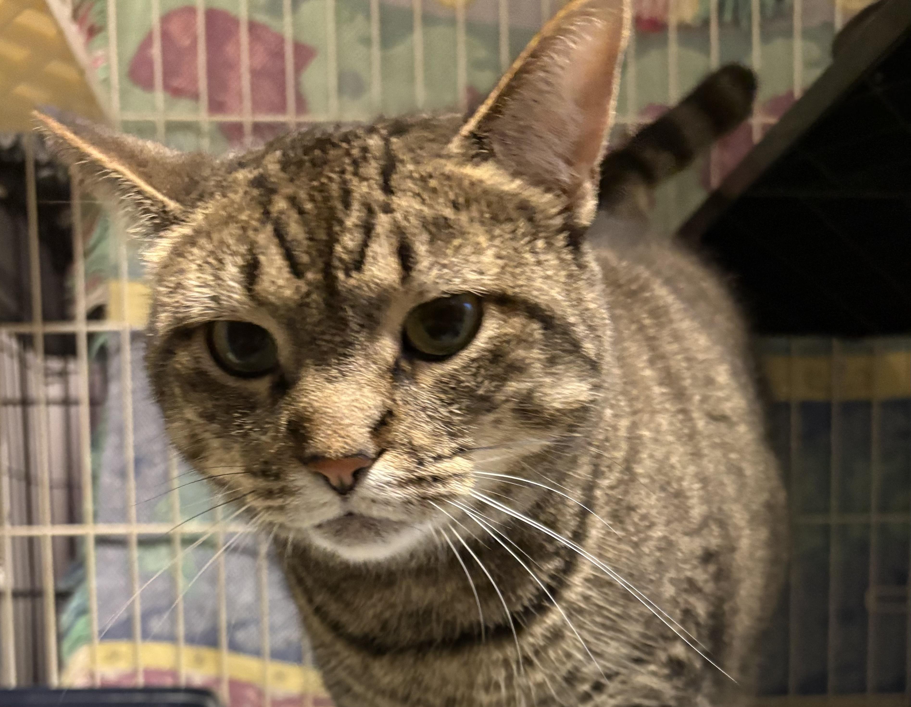 Enlarge Isabella, a Adoptable Domestic Short Hair in Hamburg, NY image 1/1