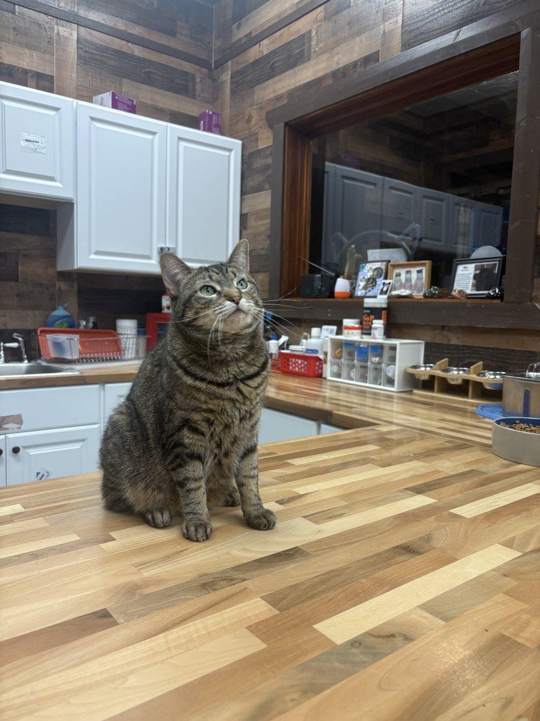 Enlarge Isabella, an adoptable Domestic Short Hair in Hamburg, NY image 2/4