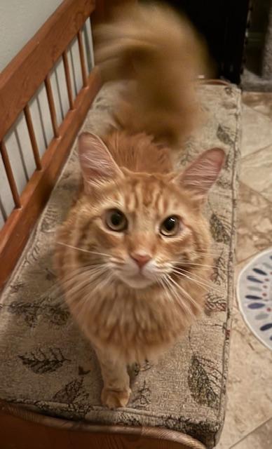 Enlarge Manny- with Mufasa, a Adoptable Domestic Medium Hair in Camarillo, CA image 1/1