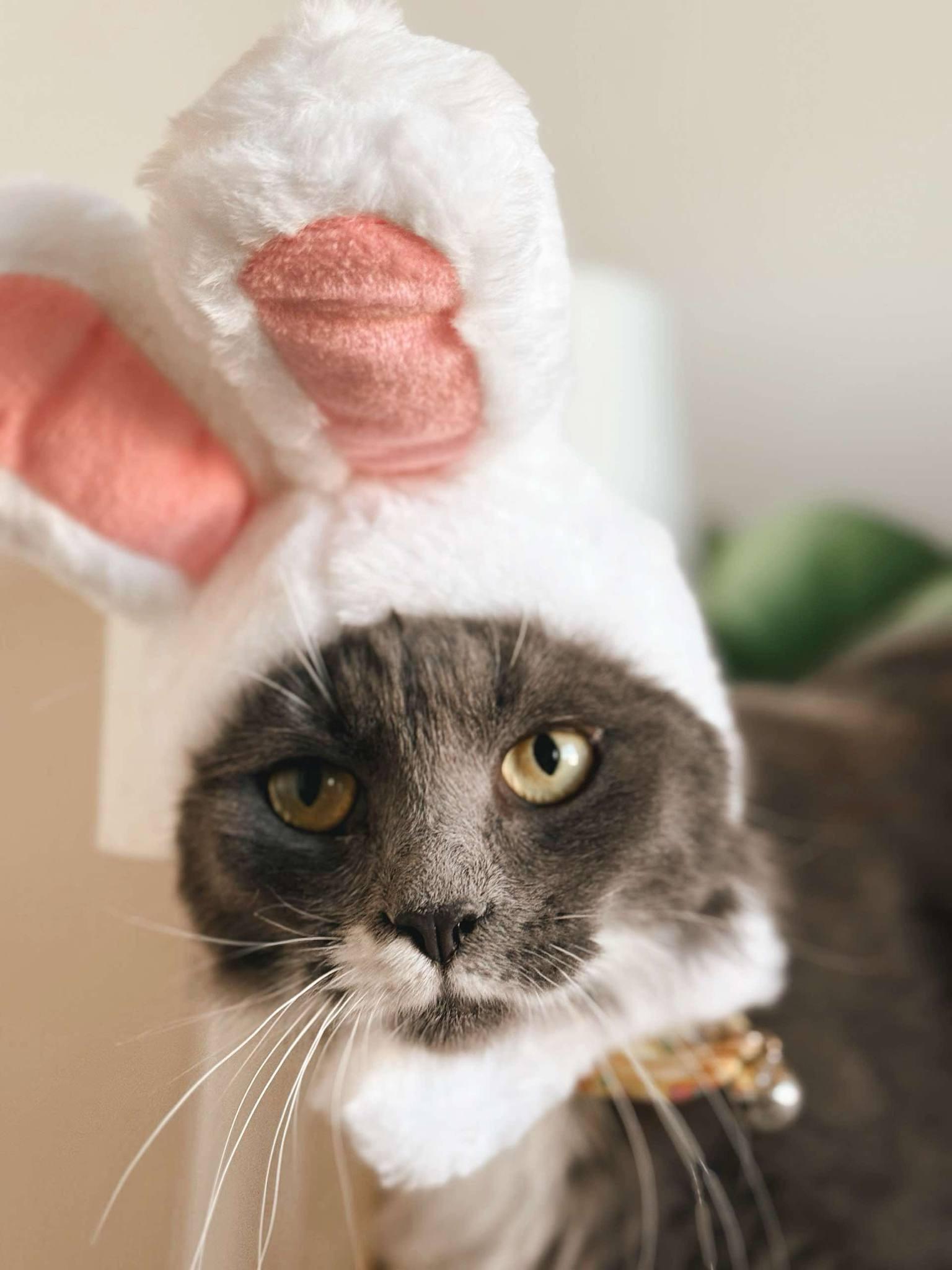 Eggs Benedict, Young Male Domestic Short Hair