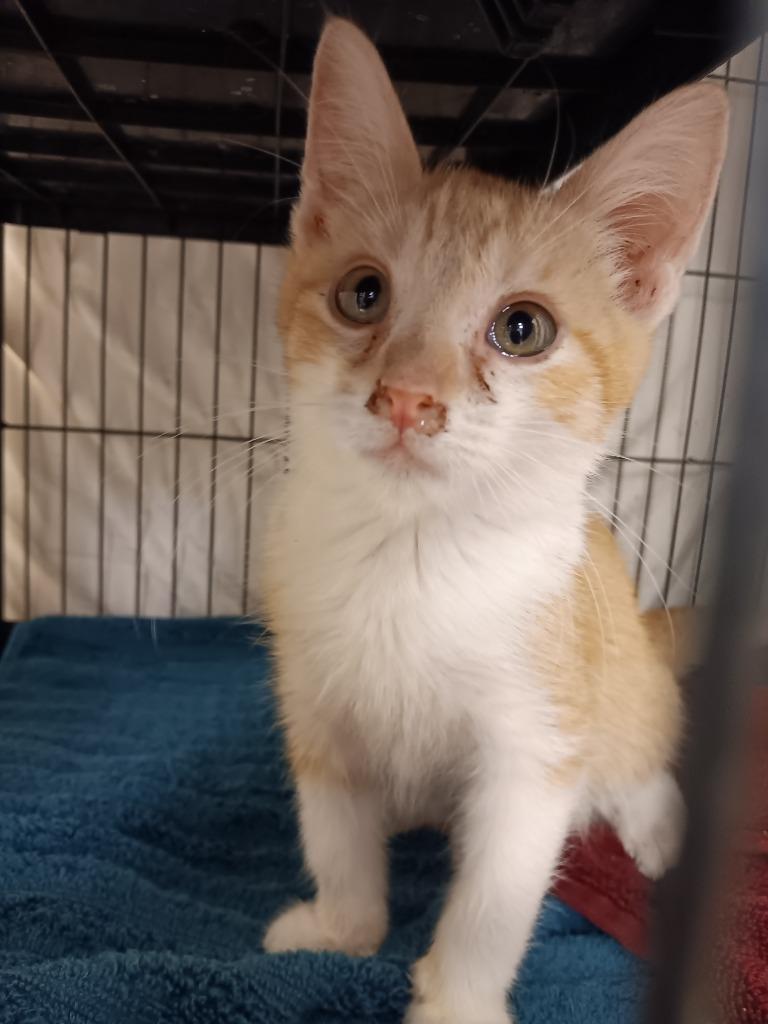 Bertrum, Adoptable, Kitten Male Domestic Short Hair.