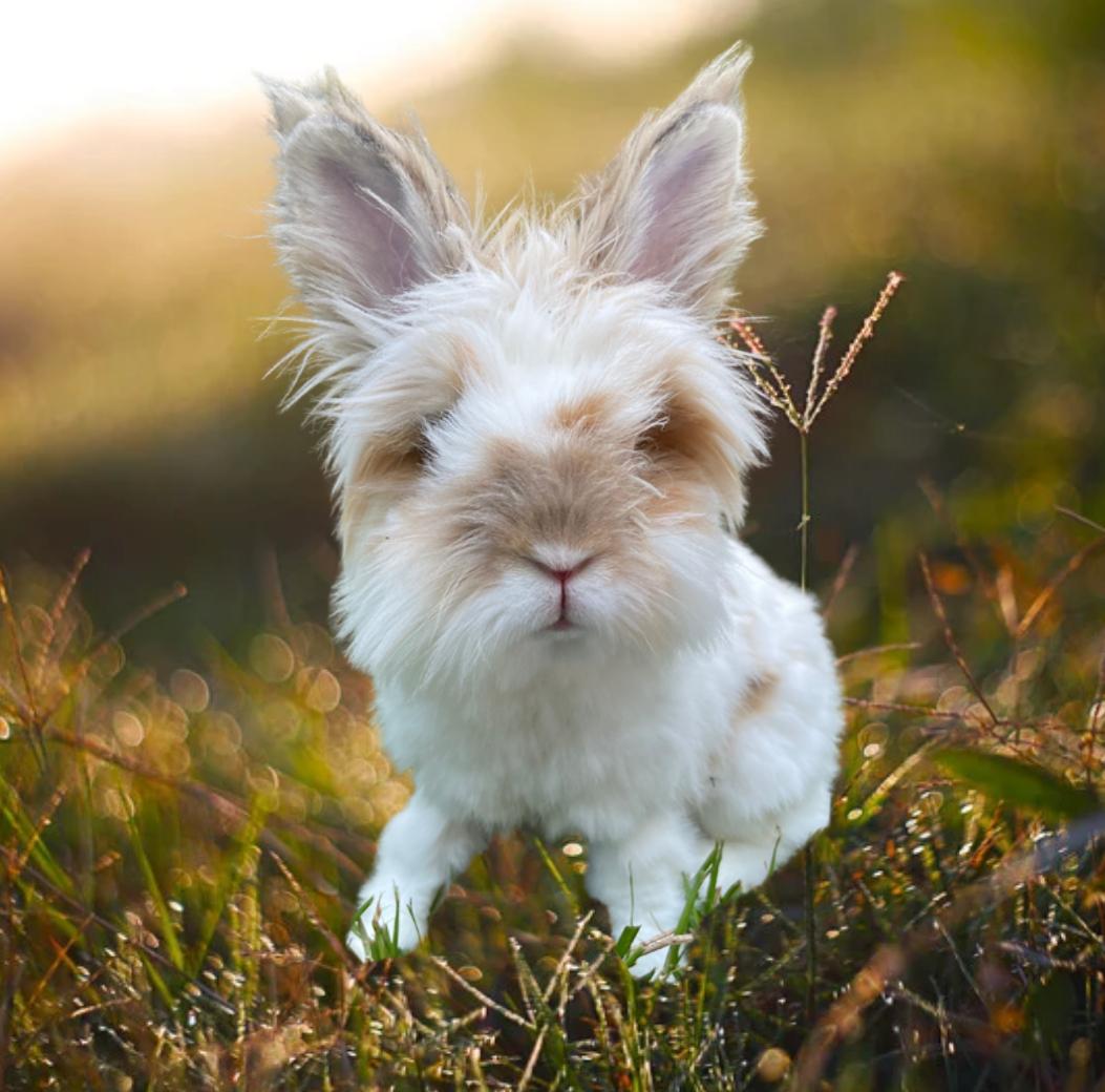 Reeses, Adoptable, Adult Male Lionhead.