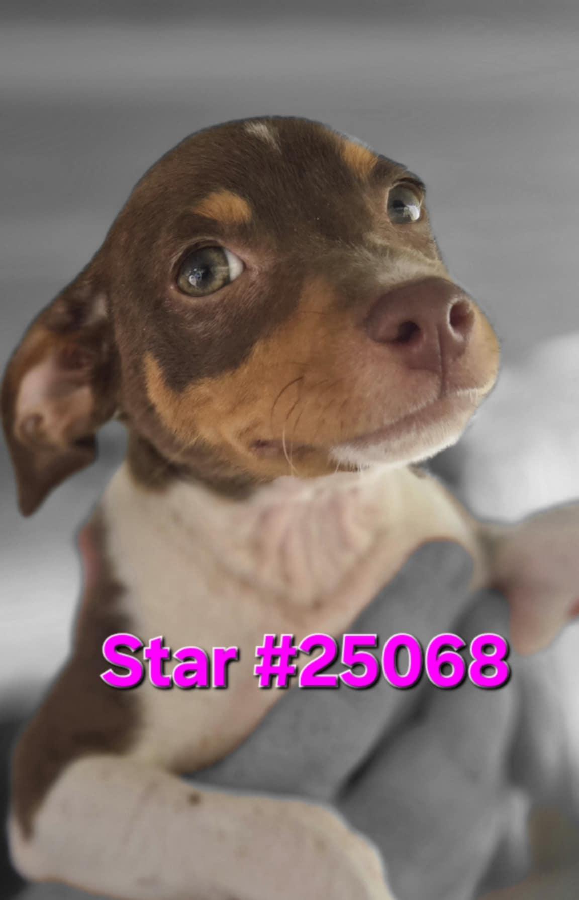 Star #25068, Baby Female unknown