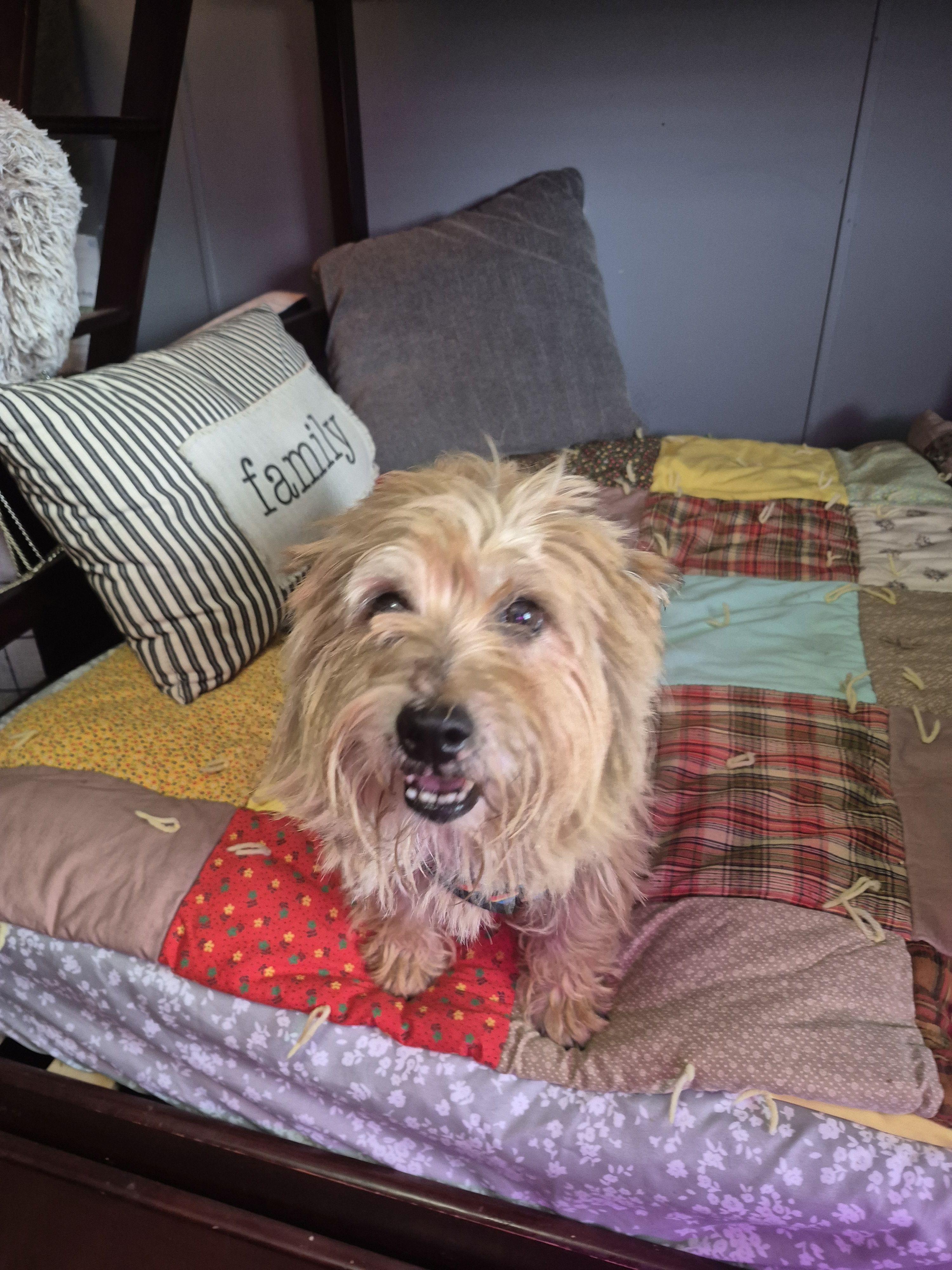 Enlarge Jasper, a Adoptable Cairn Terrier in Byron, IL image 3/4