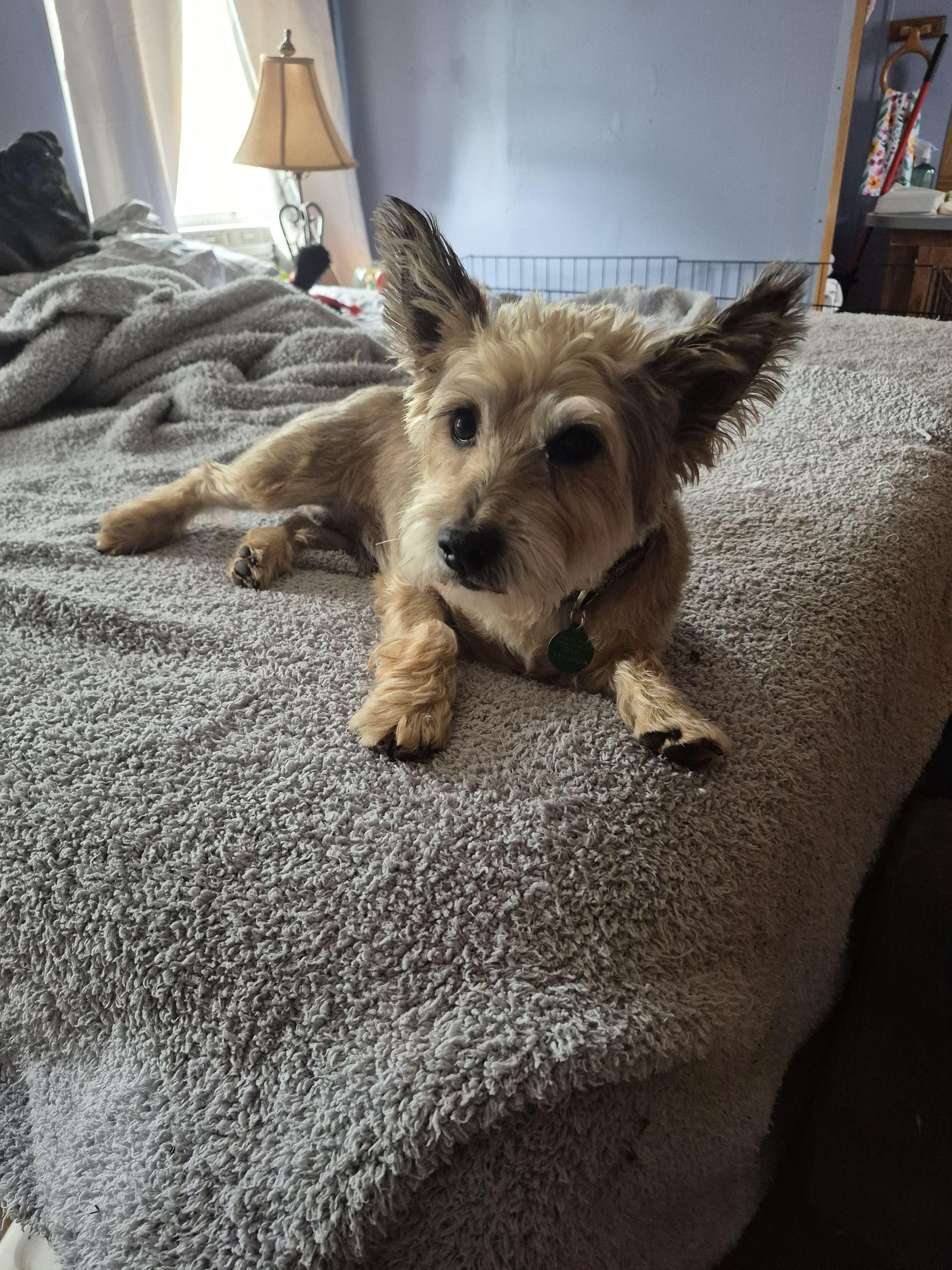 Jasper, Adoptable, Adult Male Cairn Terrier.