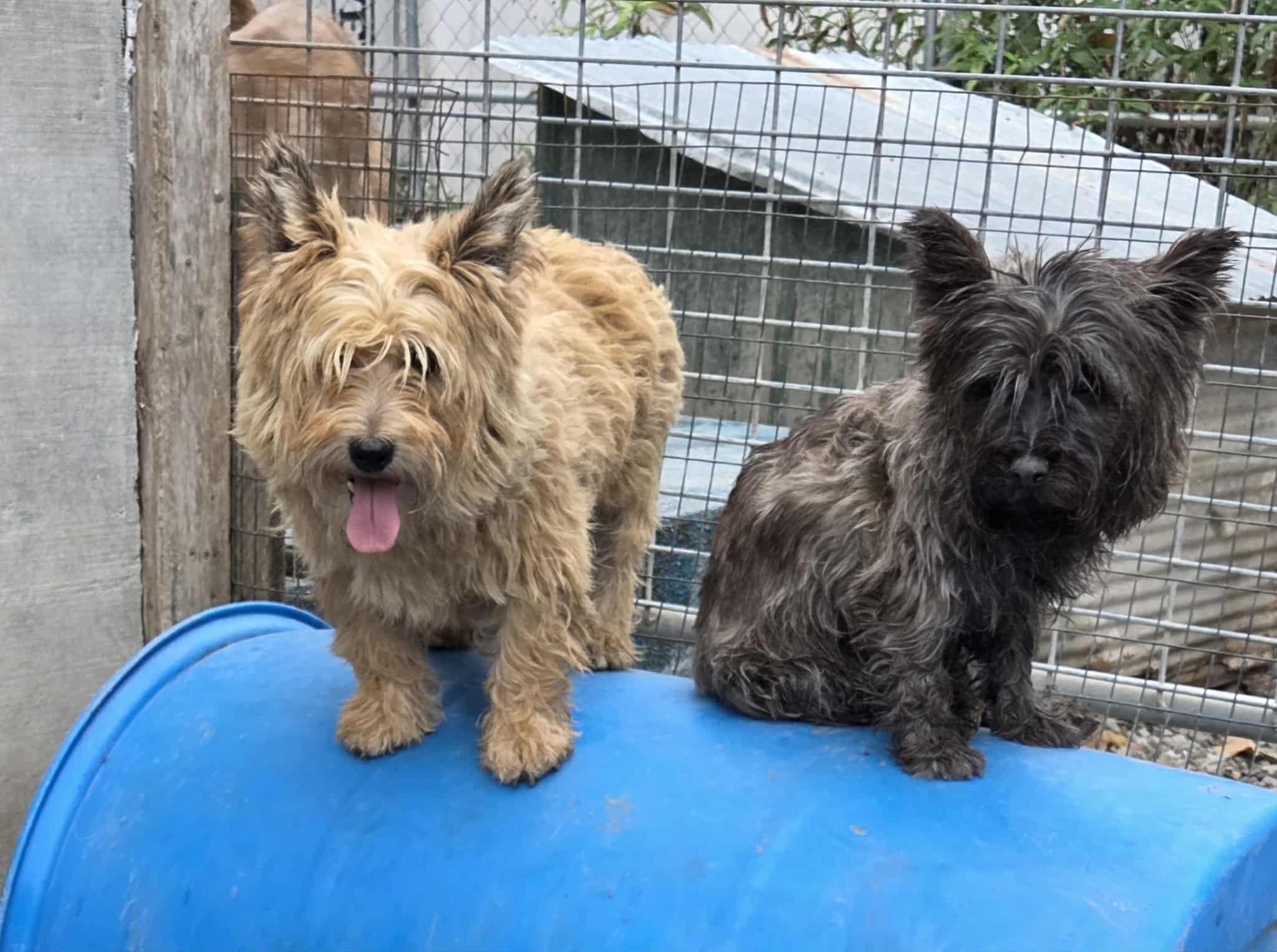 Enlarge Jasper, a Adoptable Cairn Terrier in Byron, IL image 4/4