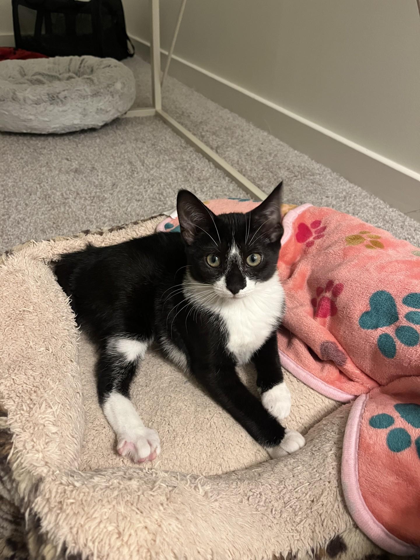 Blaze (with sibling), a Adoptable Domestic Short Hair in Norwalk, CT image 2/3