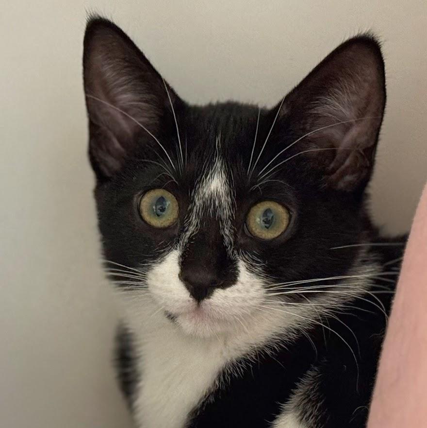 Blaze (with sibling), a Adoptable Domestic Short Hair in Norwalk, CT image 1/3