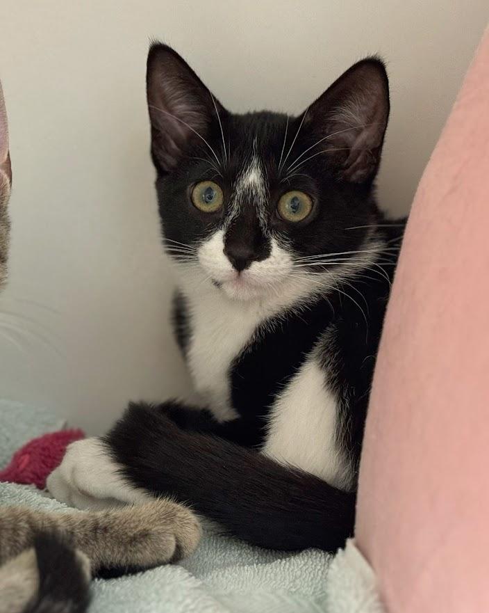 Blaze (with sibling), a Adoptable Domestic Short Hair in Norwalk, CT image 3/3