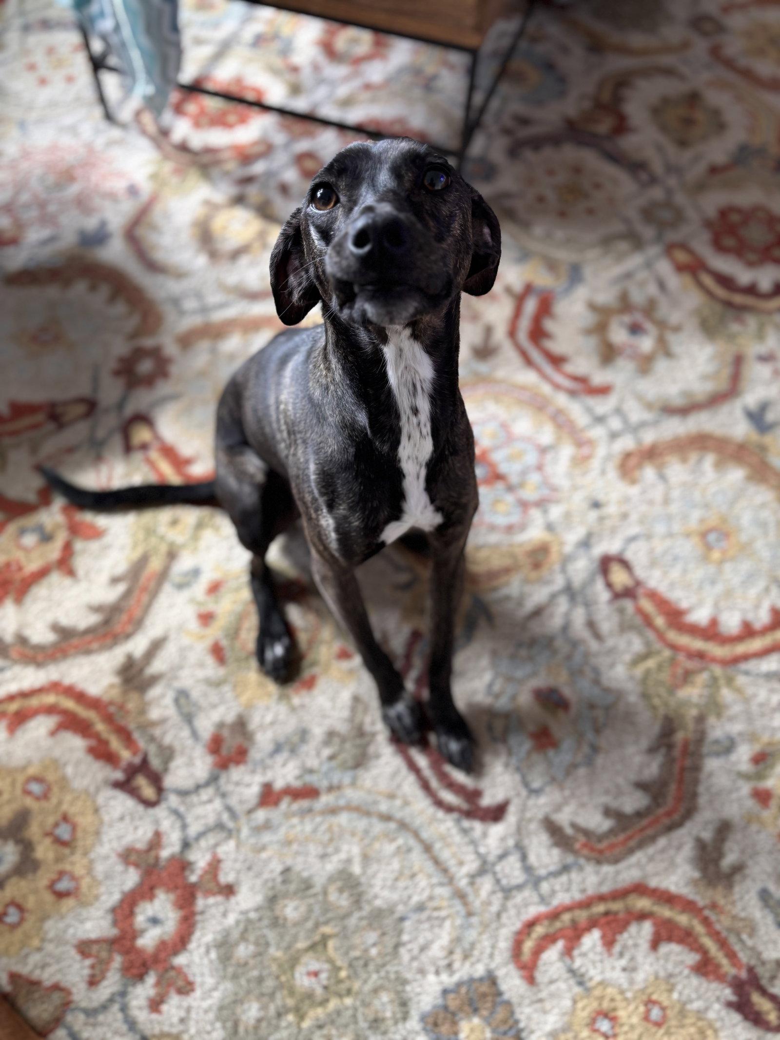 Bellatrix, Adopted, Young Female Italian Greyhound.