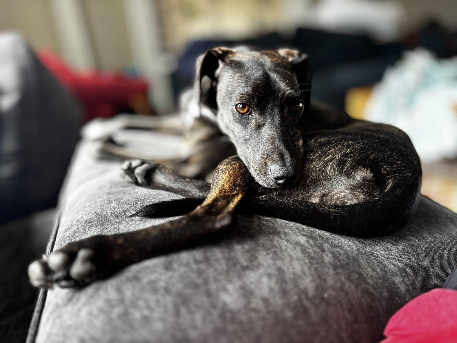 Enlarge Bellatrix, a Adopted Italian Greyhound in Powell, OH image 2/3