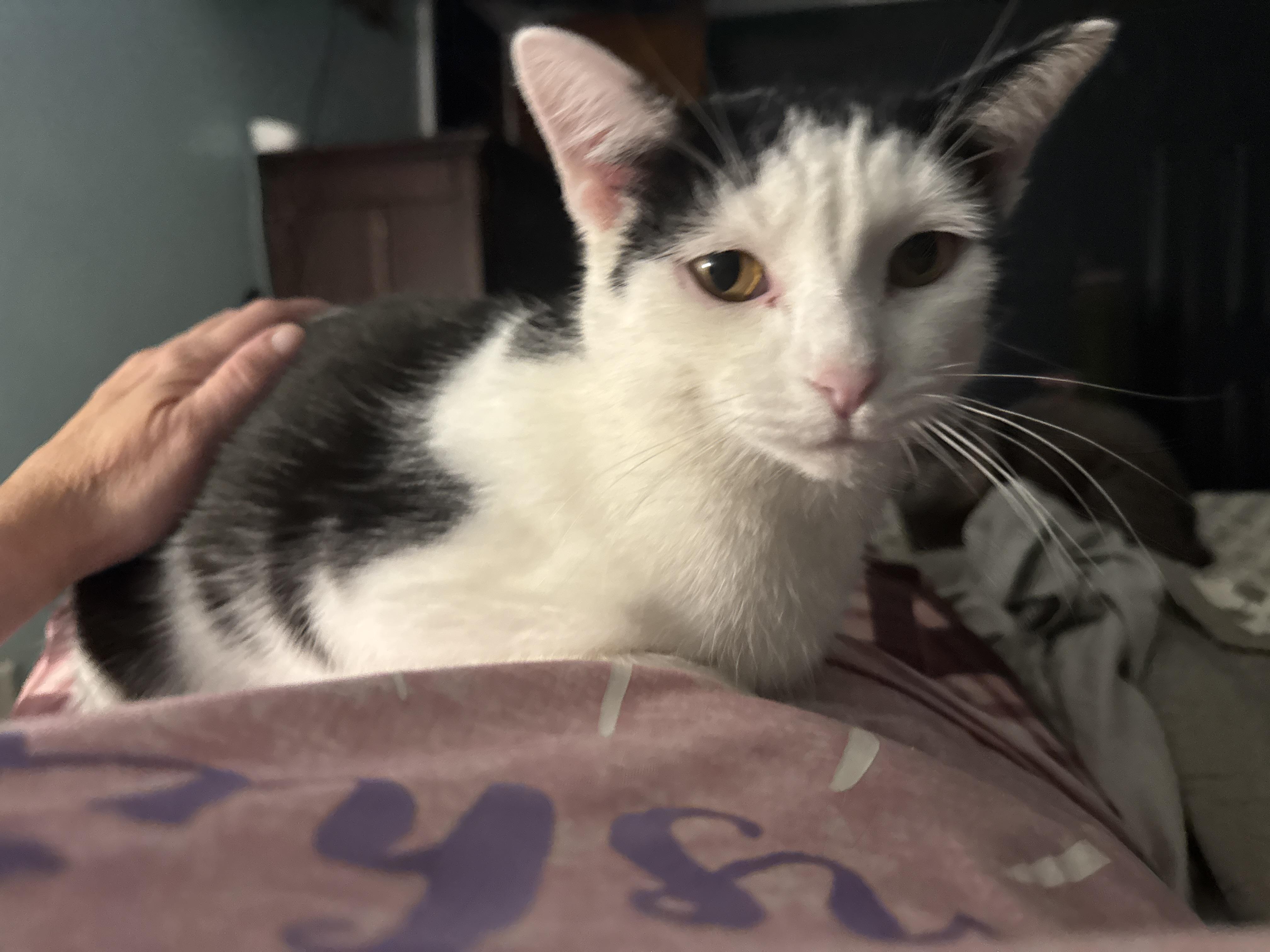 Cora, Adoptable, Young Female American Shorthair.