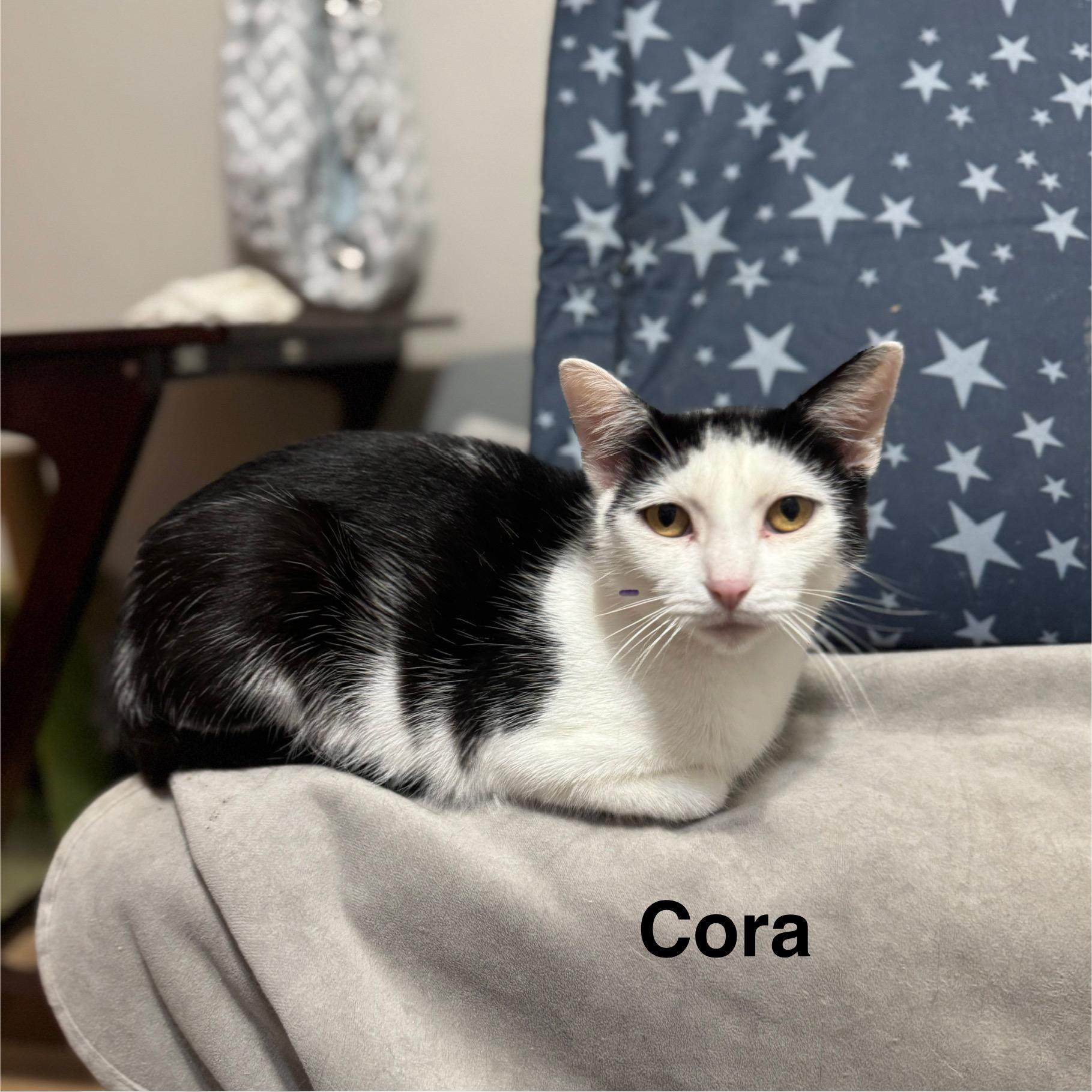 Cora, a Adoptable American Shorthair in Massillon, OH image 2/2