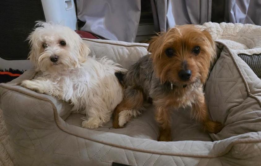 Chanel, a Adoptable mixed breed in Milwaukee, WI image 3/4