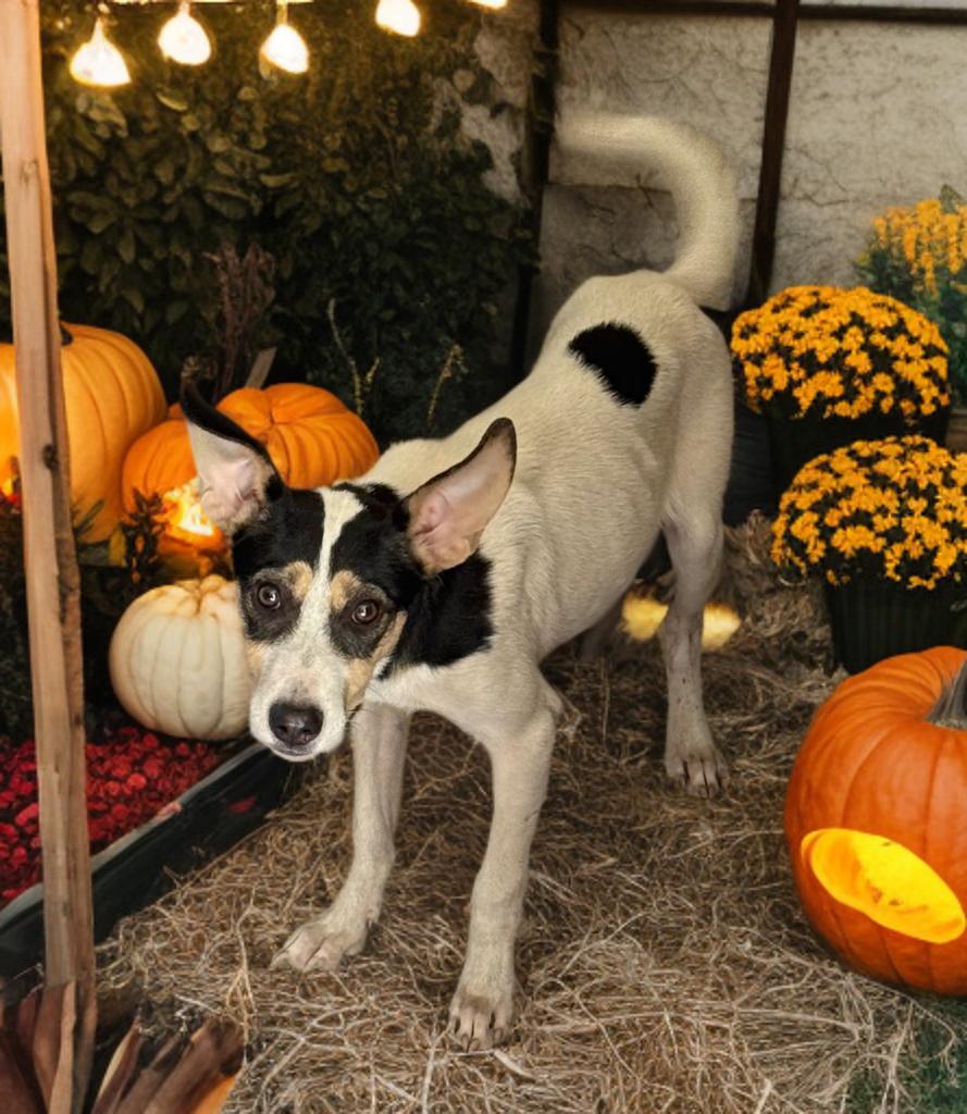 Huck, Adoptable, Puppy Male Jack Russell Terrier & Chihuahua.