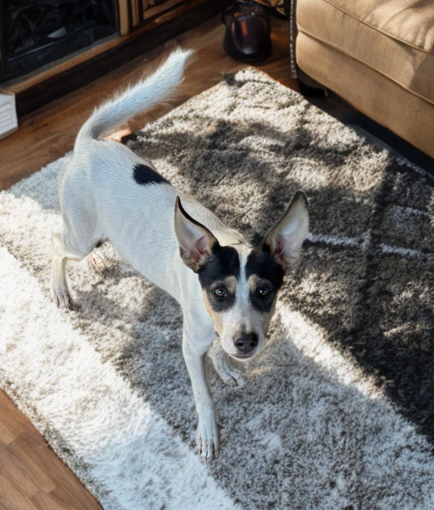 Huck, a Adoptable mixed breed in San Antonio, TX image 2/4