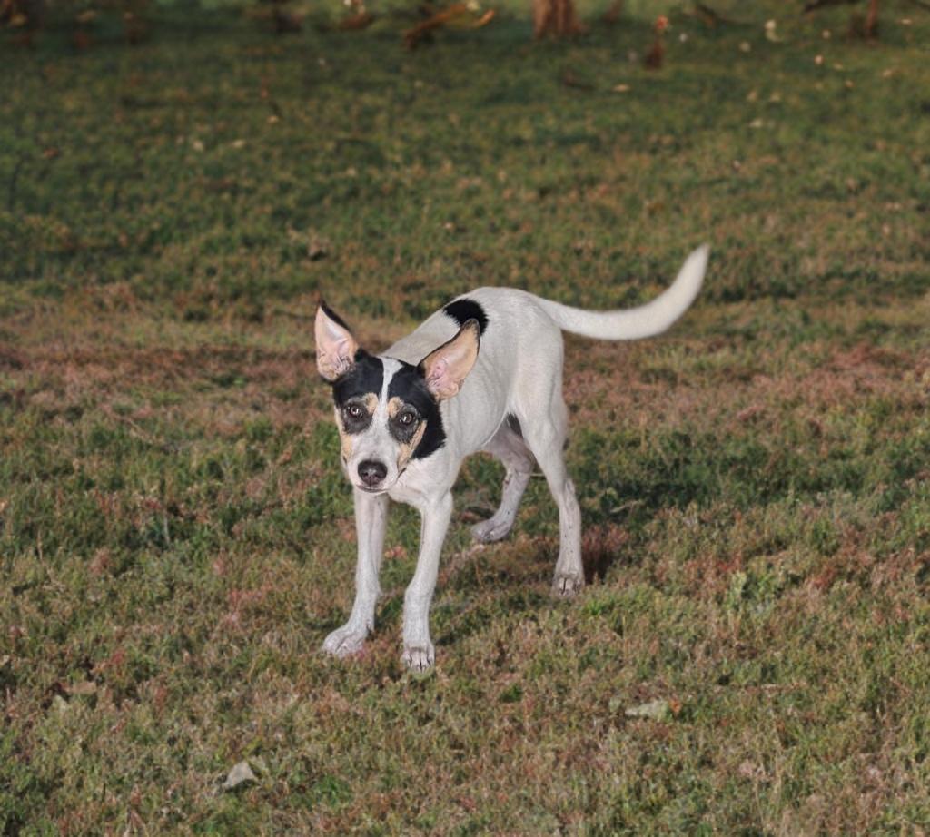 Huck, a Adoptable mixed breed in San Antonio, TX image 4/4