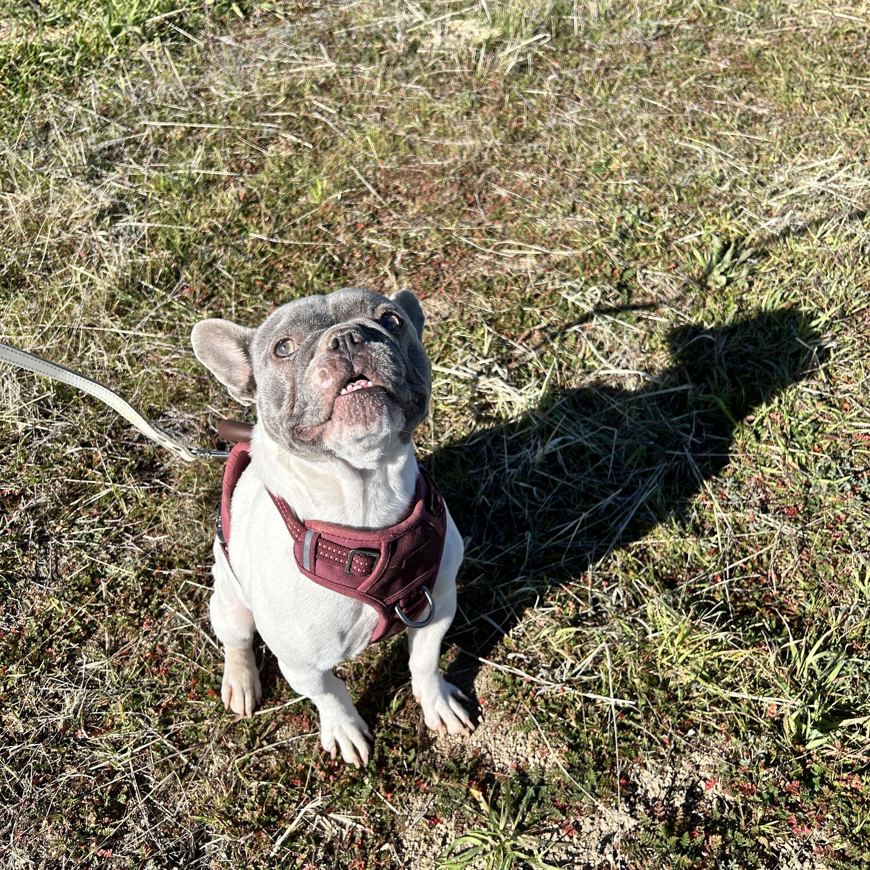Enlarge Dottie, a ADOPTABLE French Bulldog in Lake Hughes, CA image 4/6