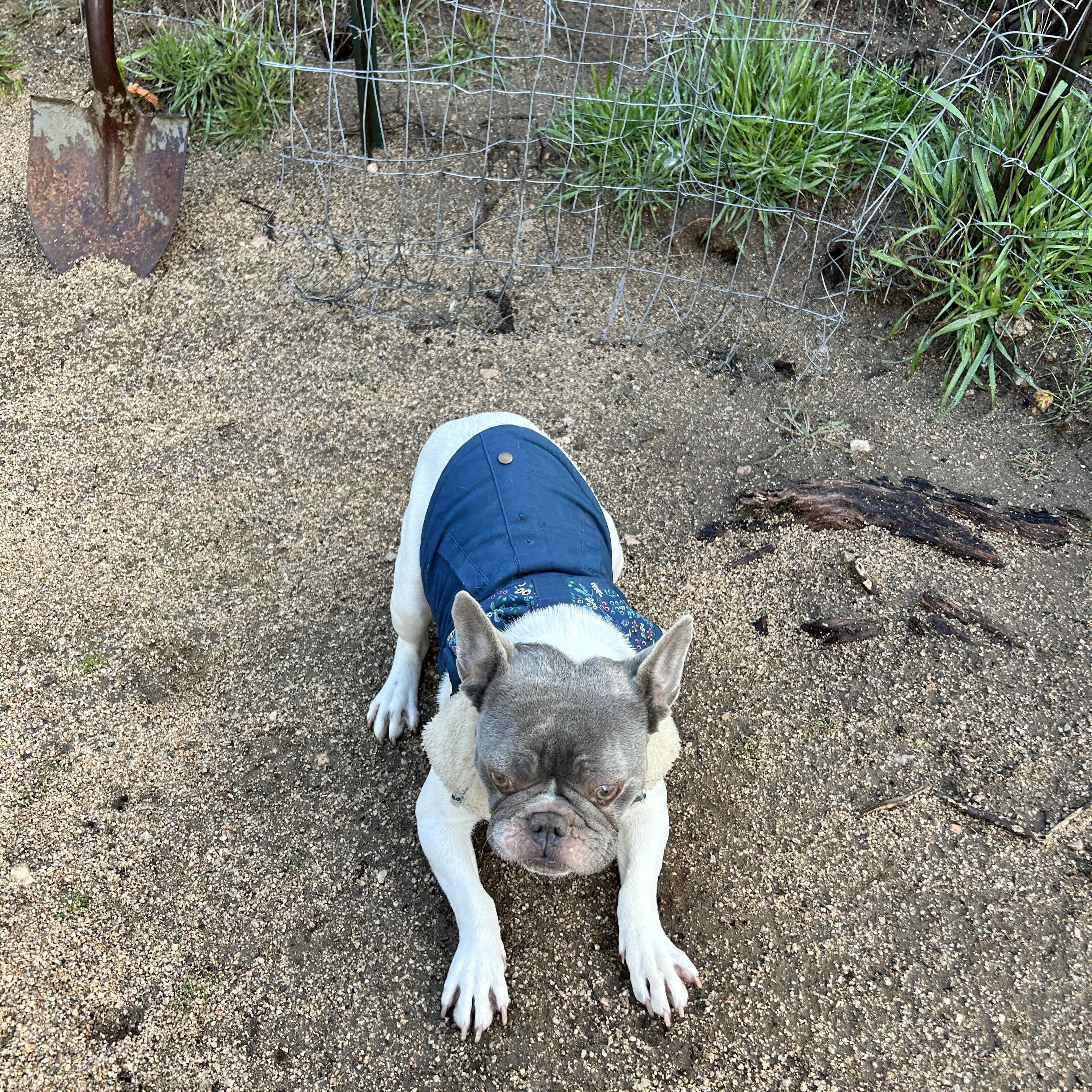 Enlarge Dottie, a ADOPTABLE French Bulldog in Lake Hughes, CA image 2/6