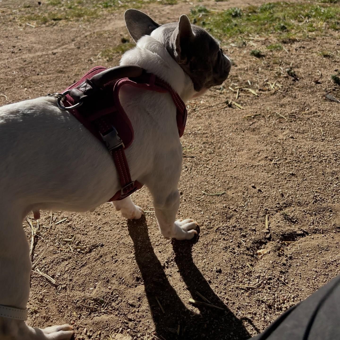 Enlarge Dottie, a ADOPTABLE French Bulldog in Lake Hughes, CA image 6/6