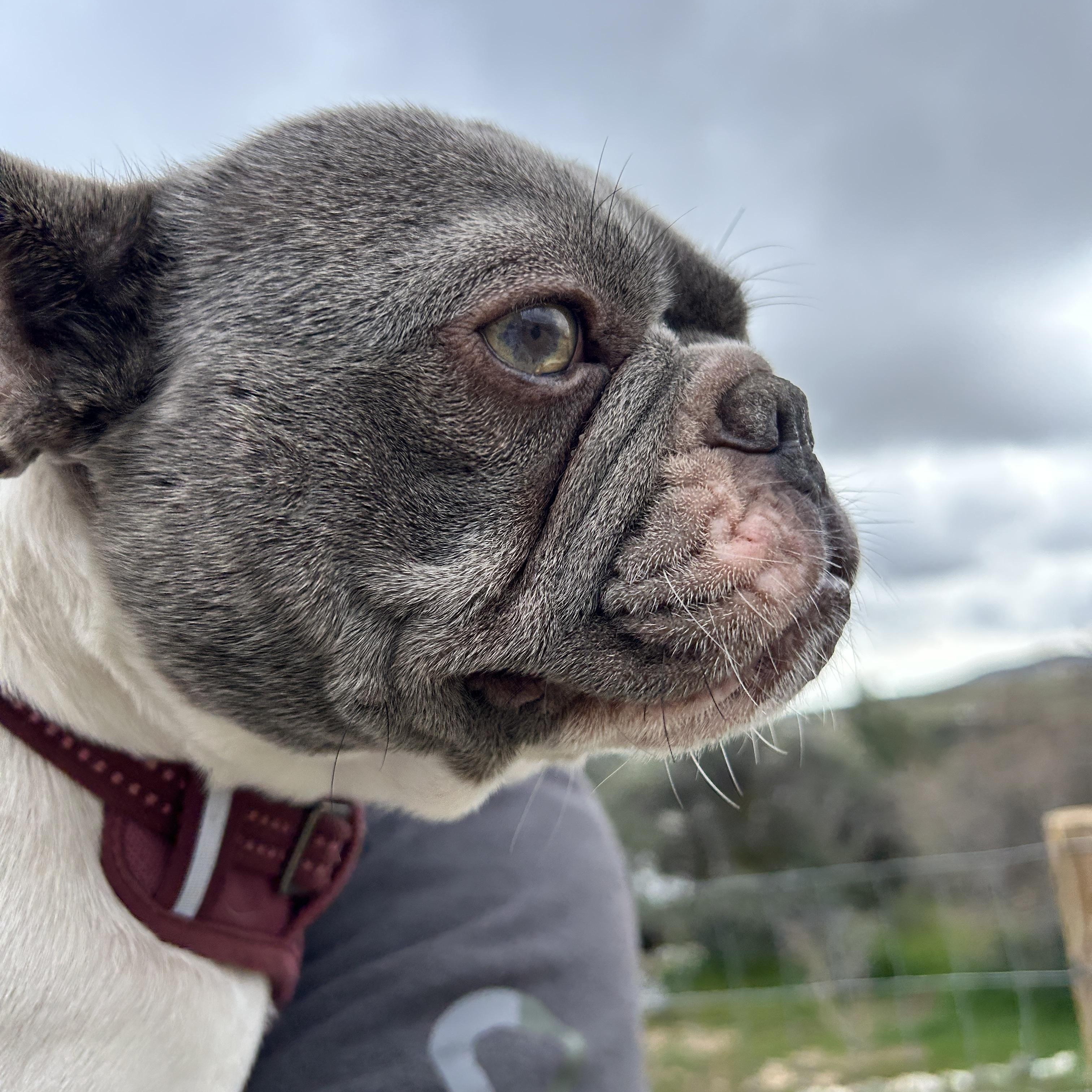 Dottie, ADOPTABLE, Young Female French Bulldog.
