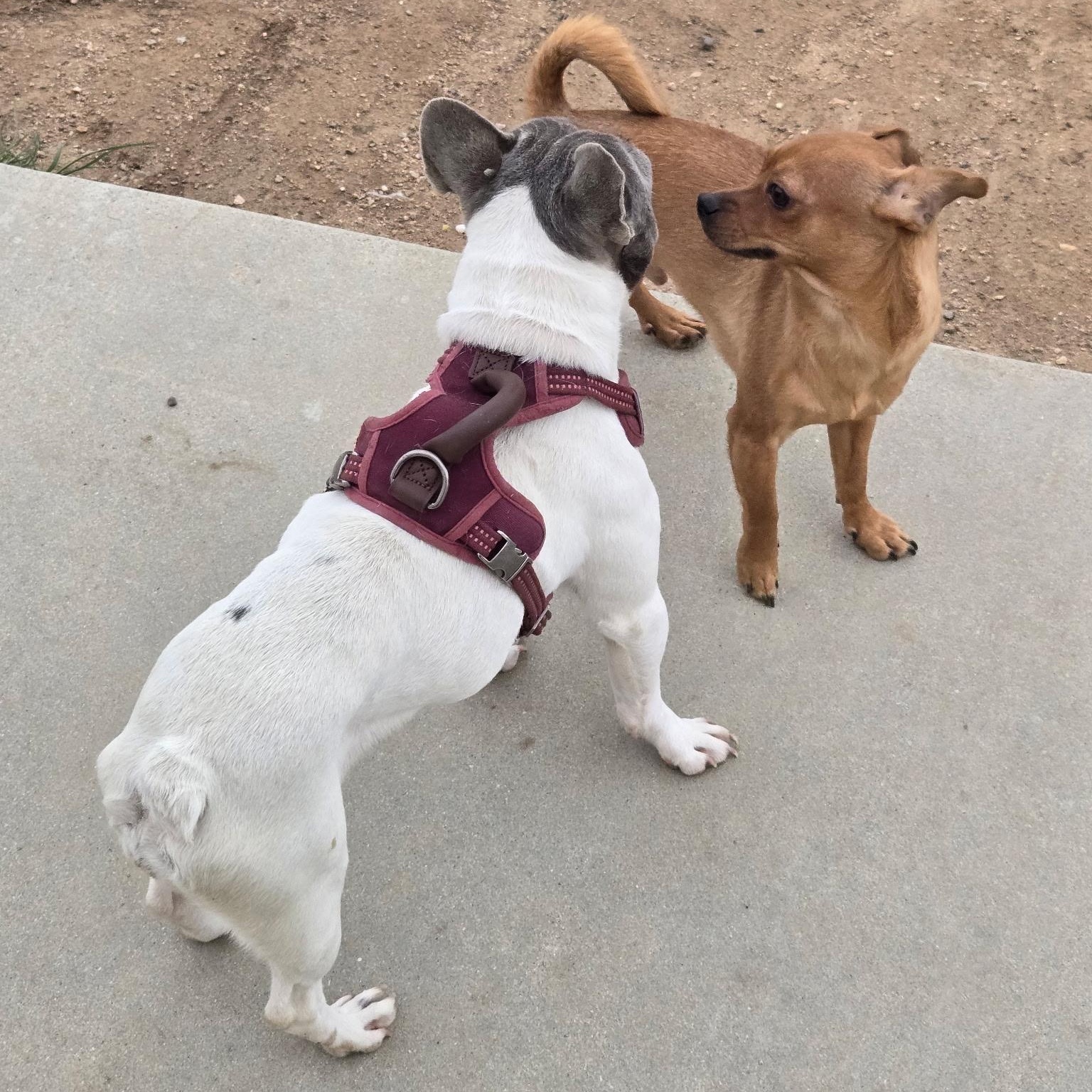 Enlarge Dottie, a ADOPTABLE French Bulldog in Lake Hughes, CA image 5/6