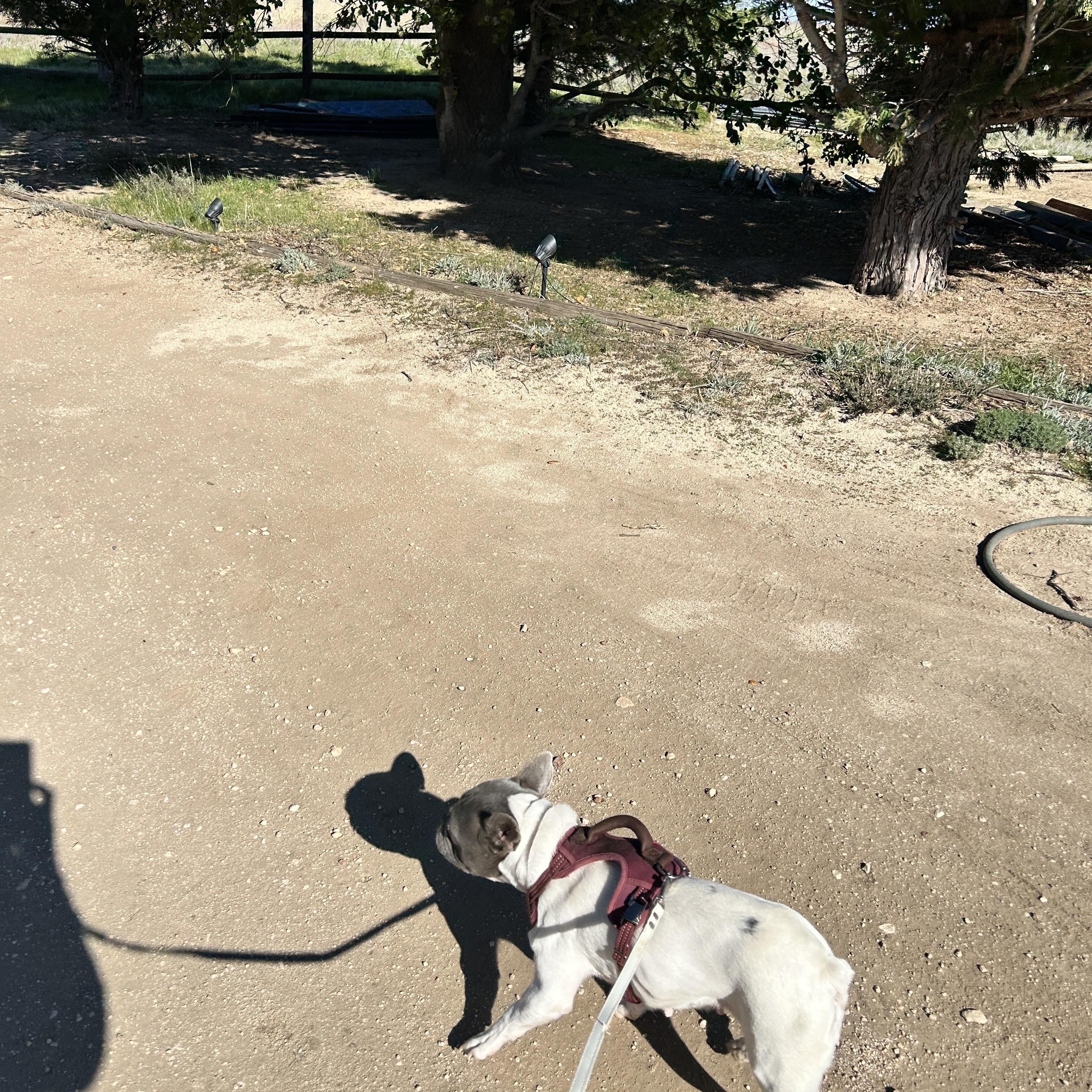 Enlarge Dottie, a ADOPTABLE French Bulldog in Lake Hughes, CA image 3/6