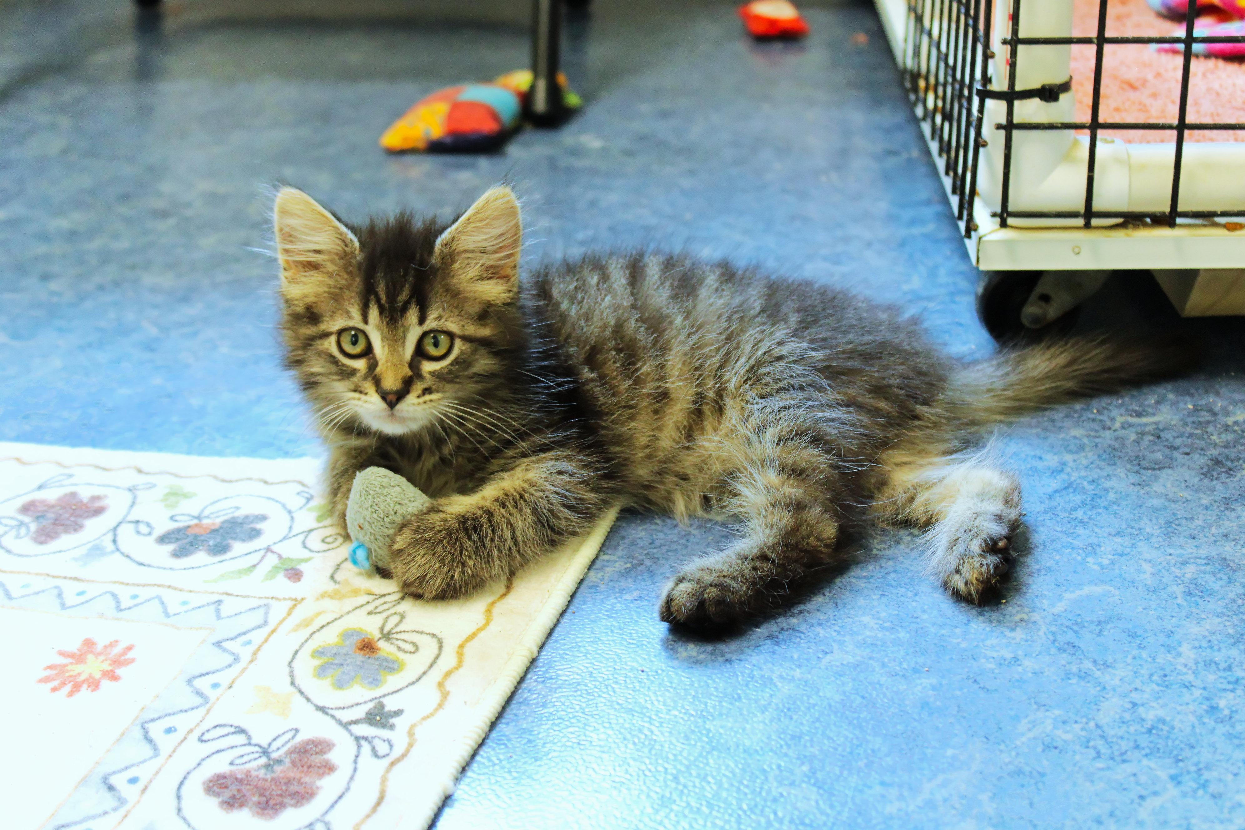 Lars, a ADOPTABLE Domestic Long Hair in Urbana, OH image 4/6