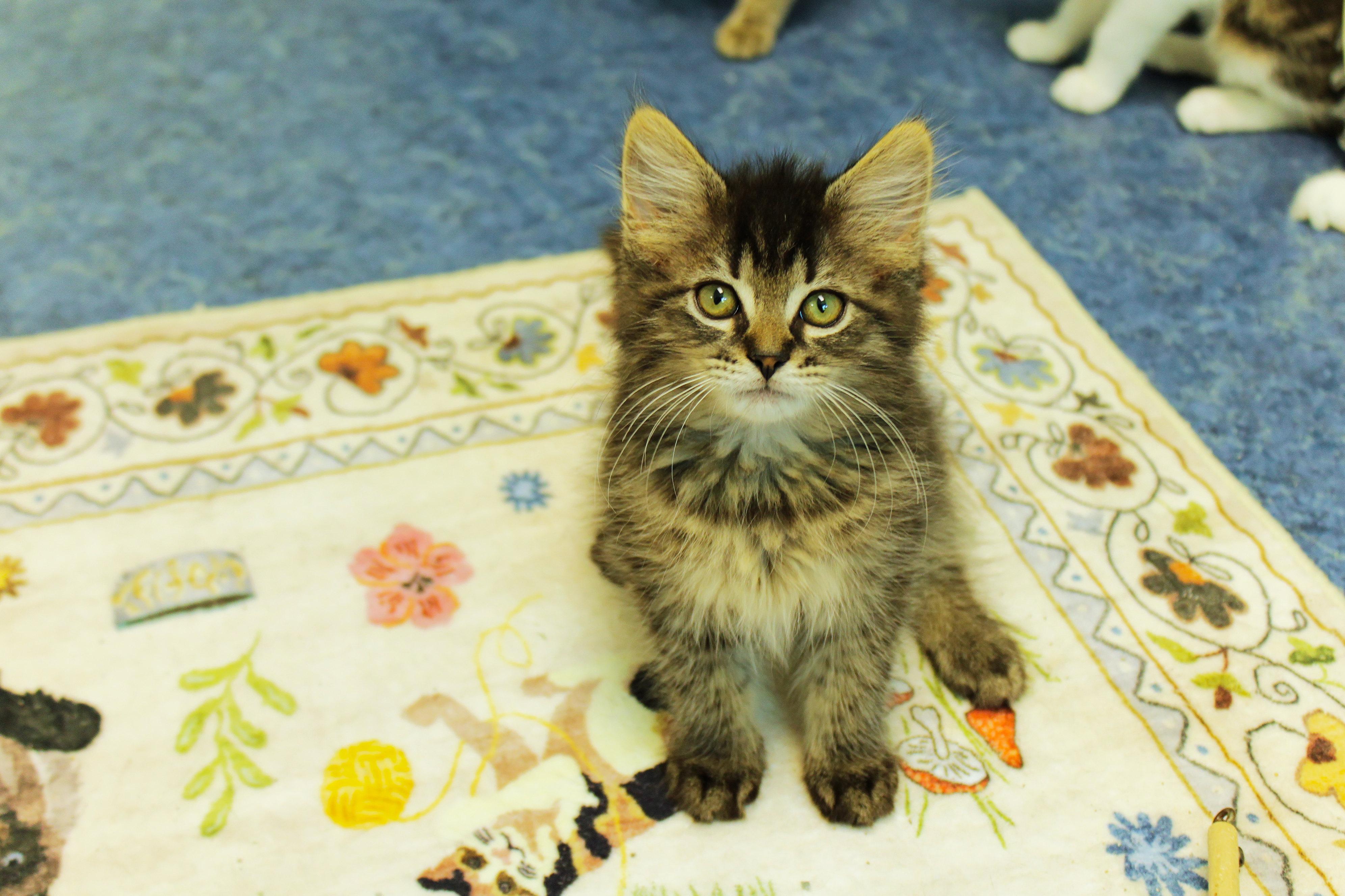 Lars, a ADOPTABLE Domestic Long Hair in Urbana, OH image 3/6