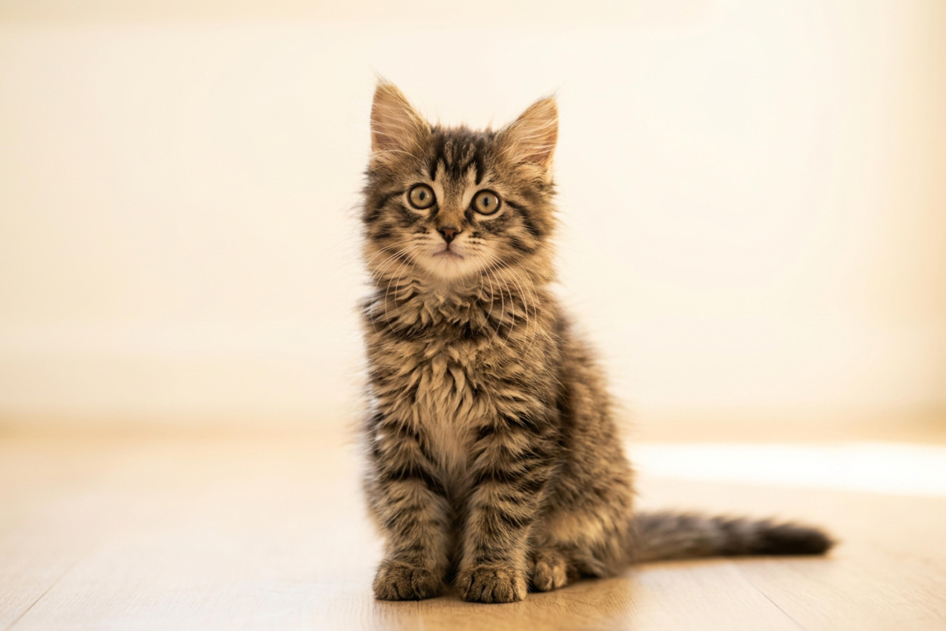 Lars, a ADOPTABLE Domestic Long Hair in Urbana, OH image 1/6