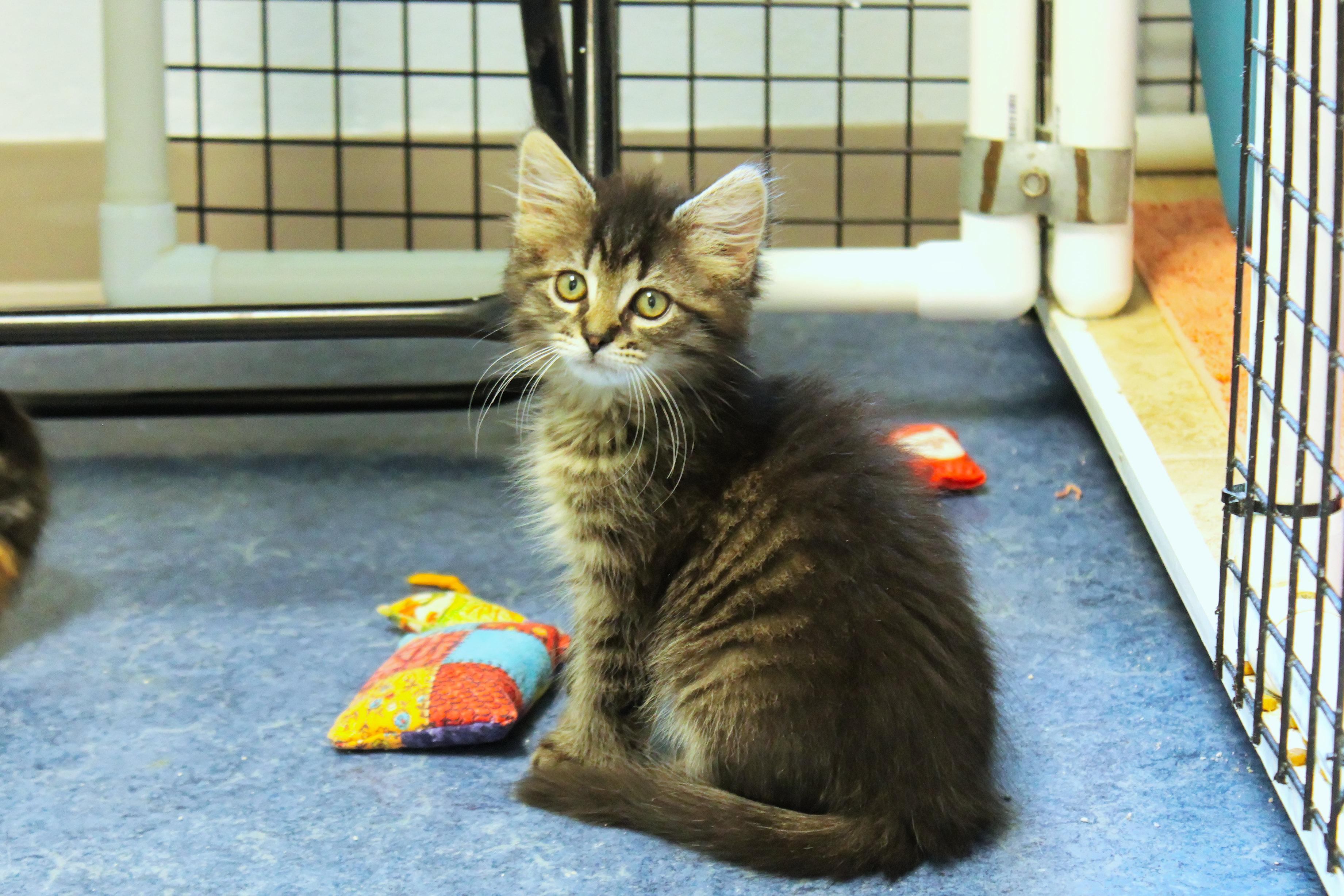 Lars, a ADOPTABLE Domestic Long Hair in Urbana, OH image 5/6