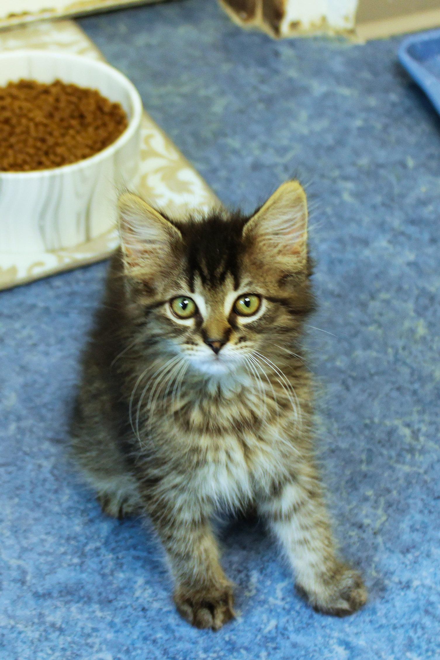 Lars, a ADOPTABLE Domestic Long Hair in Urbana, OH image 6/6