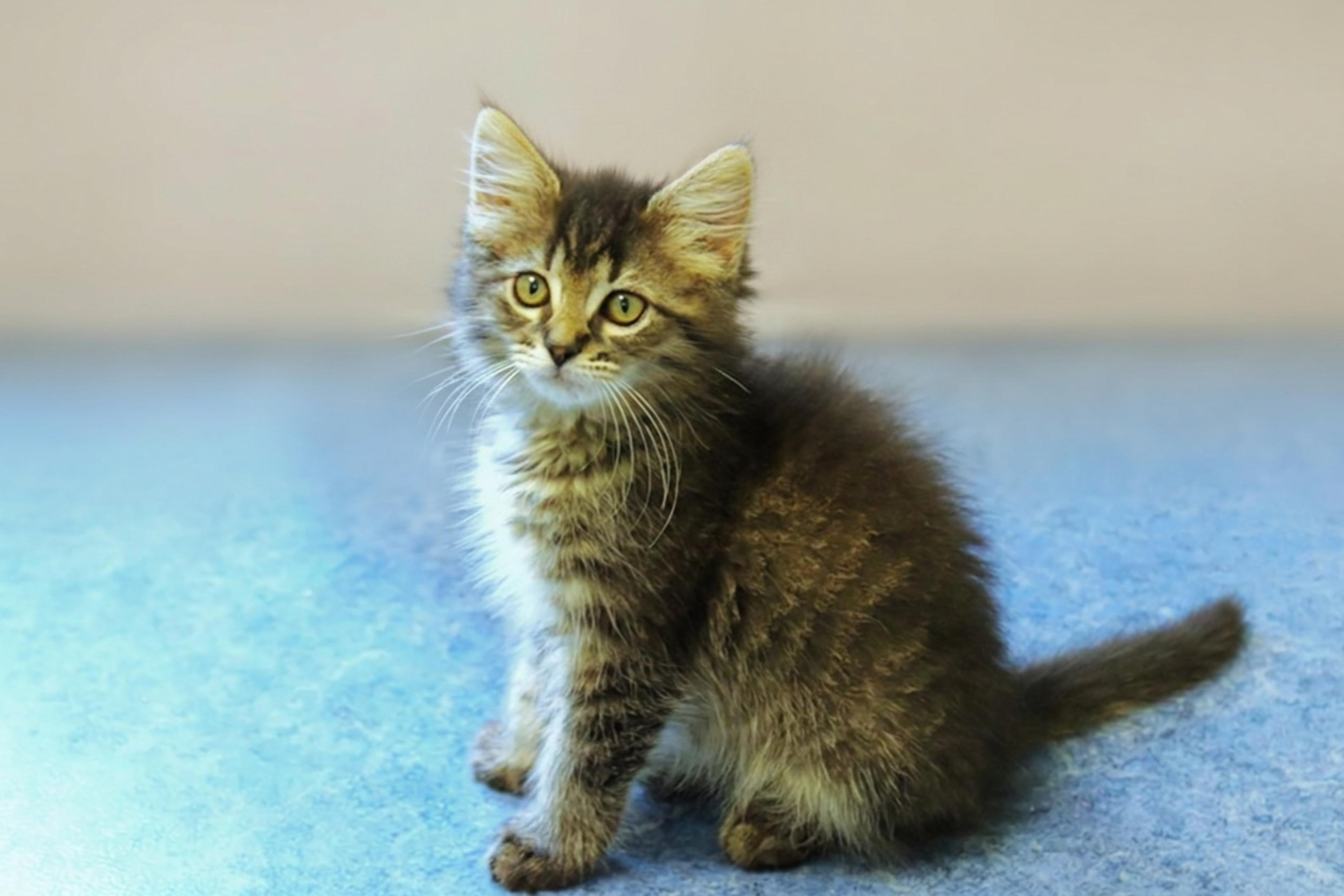 Lars, a ADOPTABLE Domestic Long Hair in Urbana, OH image 2/6