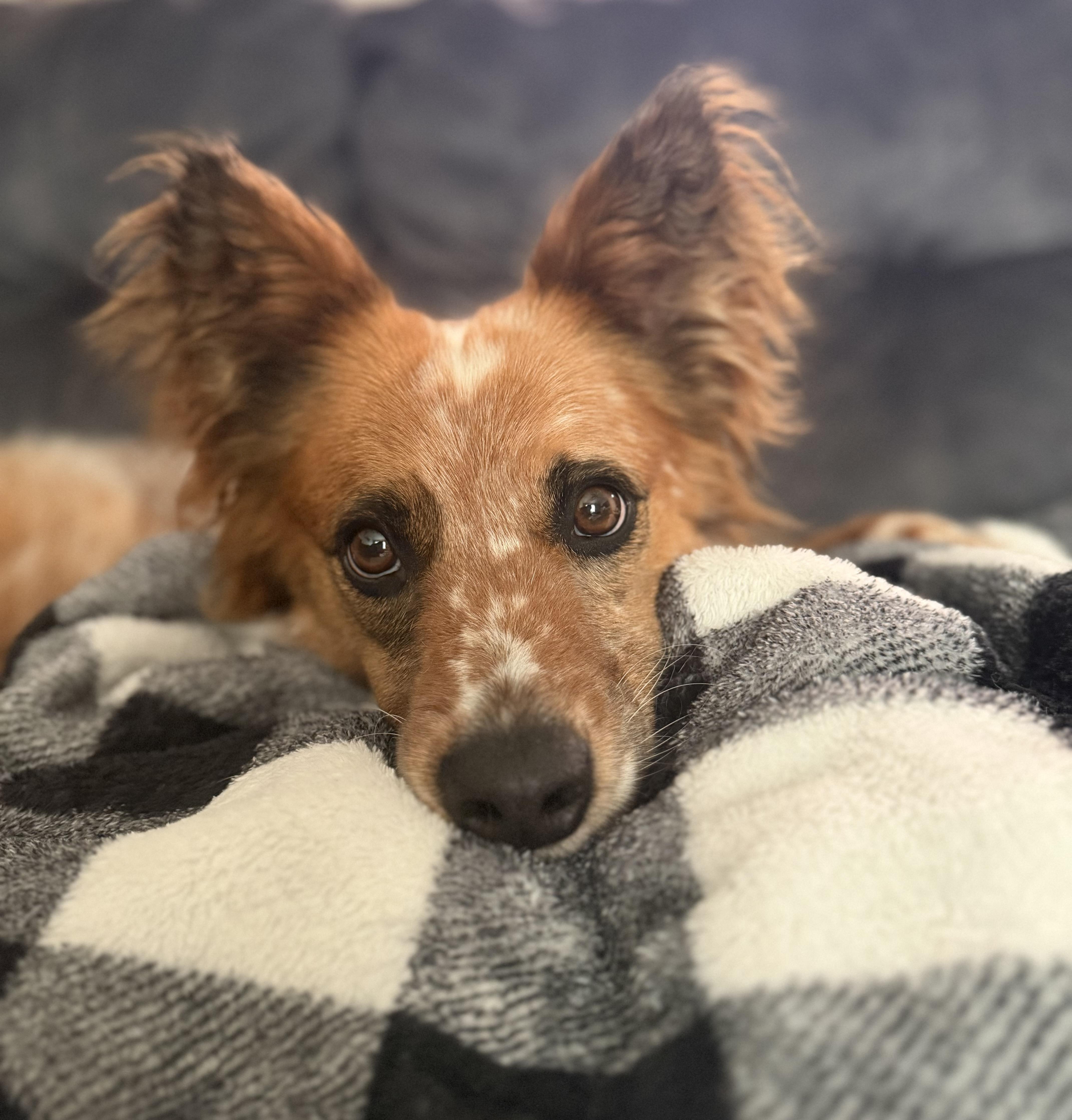 Rip, Adoptable, Adult Male Australian Cattle Dog / Blue Heeler & Australian Shepherd.