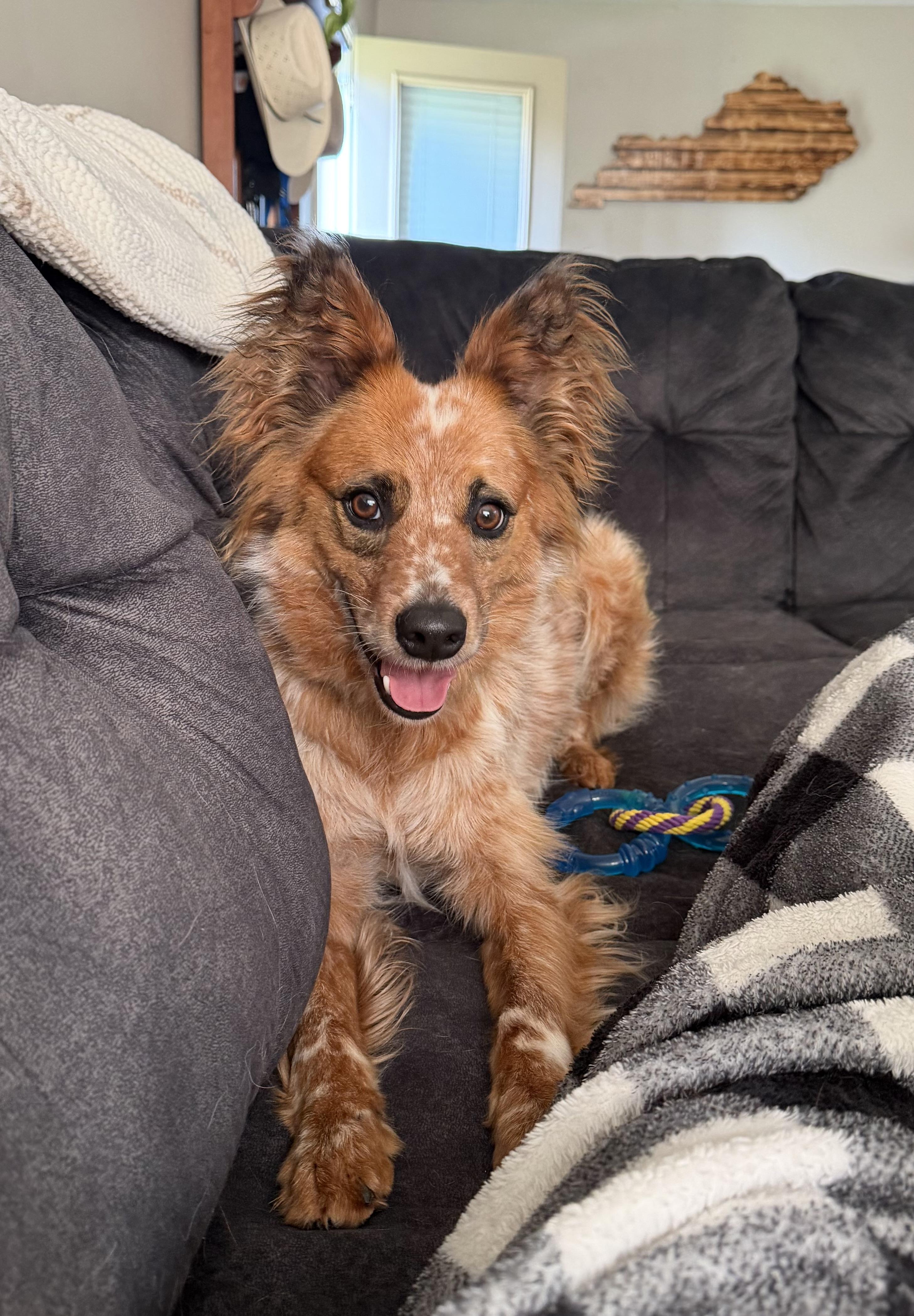 Rip, a Adoptable mixed breed in Richmond, KY image 2/6